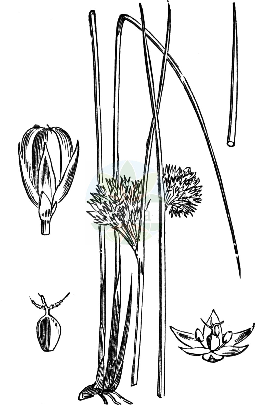 Historische Abbildung von Juncus effusus (Flatter-Binse - Soft-rush). Das Bild zeigt Blatt, Bluete, Frucht und Same. ---- Historical Drawing of Juncus effusus (Flatter-Binse - Soft-rush). The image is showing leaf, flower, fruit and seed.(Juncus effusus,Flatter-Binse,Soft-rush,Juncus communis,Juncus effusus,Juncus laevis,Juncus laevis var. effusus,Flatter-Binse,Soft-rush,Candle Rush,Common Rush,Pin Rush,Juncus,Binse,Rush,Juncaceae,Binsengewächse,Rush family,Blatt,Bluete,Frucht,Same,leaf,flower,fruit,seed,Fitch et al. (1880))