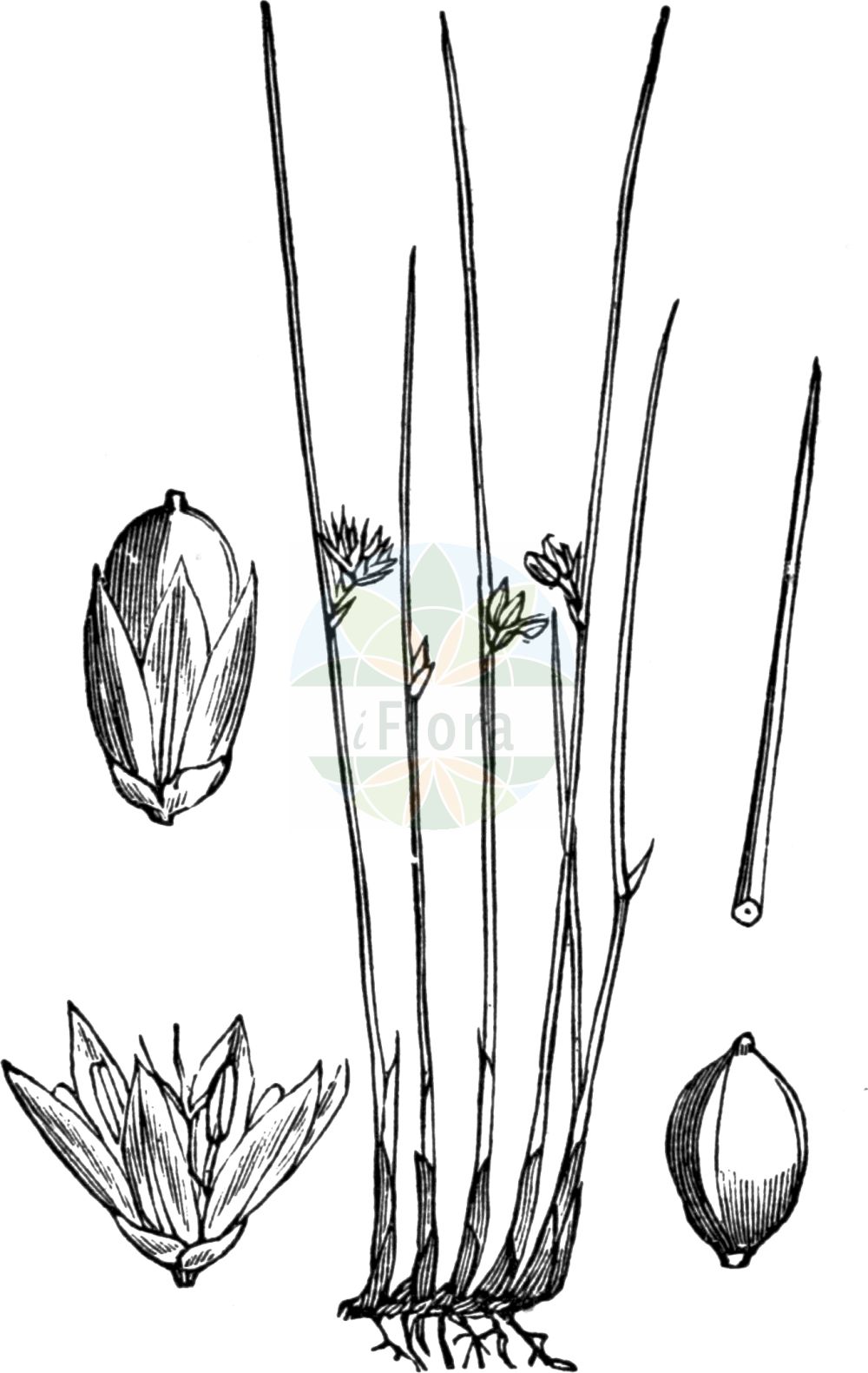 Historische Abbildung von Juncus filiformis (Faden-Binse - Thread Rush). Das Bild zeigt Blatt, Bluete, Frucht und Same. ---- Historical Drawing of Juncus filiformis (Faden-Binse - Thread Rush). The image is showing leaf, flower, fruit and seed.(Juncus filiformis,Faden-Binse,Thread Rush,Juncus filiformis,Juncus transsilvanicus,Faden-Binse,Faden-Simse,Thread Rush,Juncus,Binse,Rush,Juncaceae,Binsengewächse,Rush family,Blatt,Bluete,Frucht,Same,leaf,flower,fruit,seed,Fitch et al. (1880))
