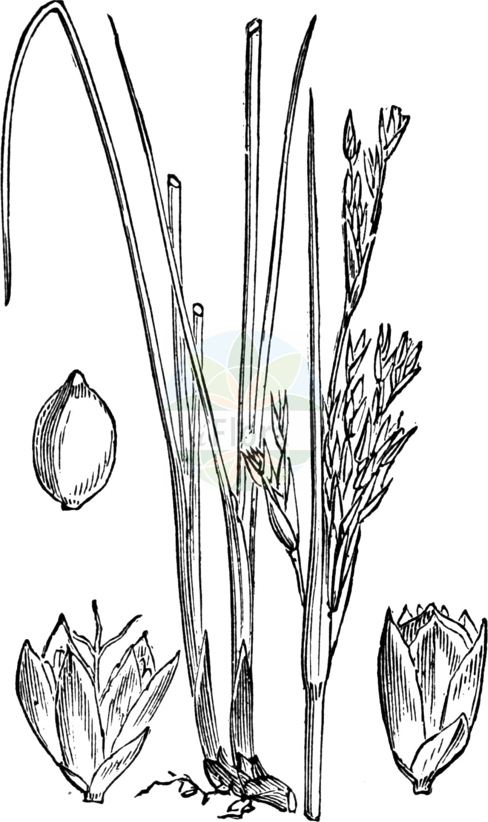 Historische Abbildung von Juncus maritimus (Meerstrand-Binse - Sea Rush). Das Bild zeigt Blatt, Bluete, Frucht und Same. ---- Historical Drawing of Juncus maritimus (Meerstrand-Binse - Sea Rush). The image is showing leaf, flower, fruit and seed.(Juncus maritimus,Meerstrand-Binse,Sea Rush,Juncus broteroi,Juncus maritimus,Juncus paui,Juncus ponticus,Juncus pseudacutus,Juncus spinosus var. congestus,Meerstrand-Binse,Strand-Simse,Sea Rush,Juncus,Binse,Rush,Juncaceae,Binsengewächse,Rush family,Blatt,Bluete,Frucht,Same,leaf,flower,fruit,seed,Fitch et al. (1880))