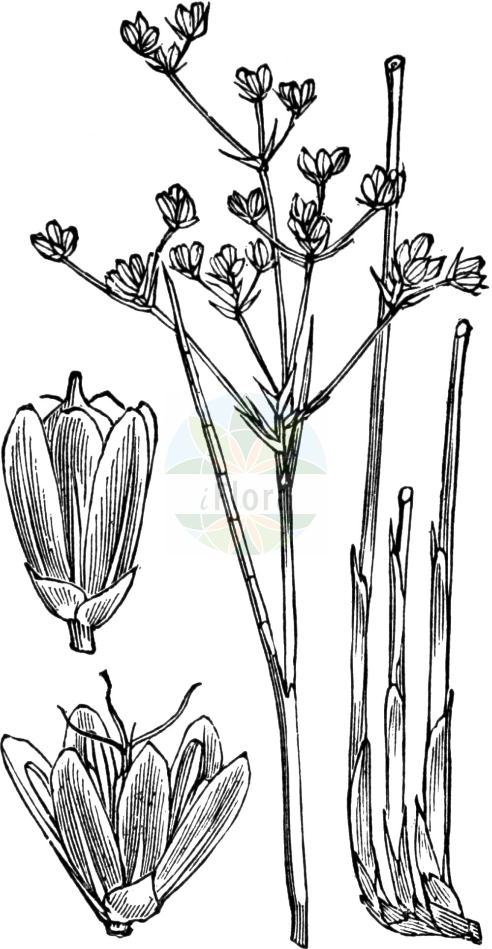 Historische Abbildung von Juncus subnodulosus (Stumpfblütige Binse - Blunt-flowered Rush). Das Bild zeigt Blatt, Bluete, Frucht und Same. ---- Historical Drawing of Juncus subnodulosus (Stumpfblütige Binse - Blunt-flowered Rush). The image is showing leaf, flower, fruit and seed.(Juncus subnodulosus,Stumpfblütige Binse,Blunt-flowered Rush,Juncus bifolius,Juncus divergens,Juncus neesii,Juncus obtusatus,Juncus obtusiflorus,Juncus retroflexus,Juncus subnodulosus,Juncus subnodulosus var. condensatus,Stumpfbluetige Binse,Knoetchen-Simse,Knoten-Binse,Blunt-flowered Rush,Bluntflower Rush,Juncus,Binse,Rush,Juncaceae,Binsengewächse,Rush family,Blatt,Bluete,Frucht,Same,leaf,flower,fruit,seed,Fitch et al. (1880))