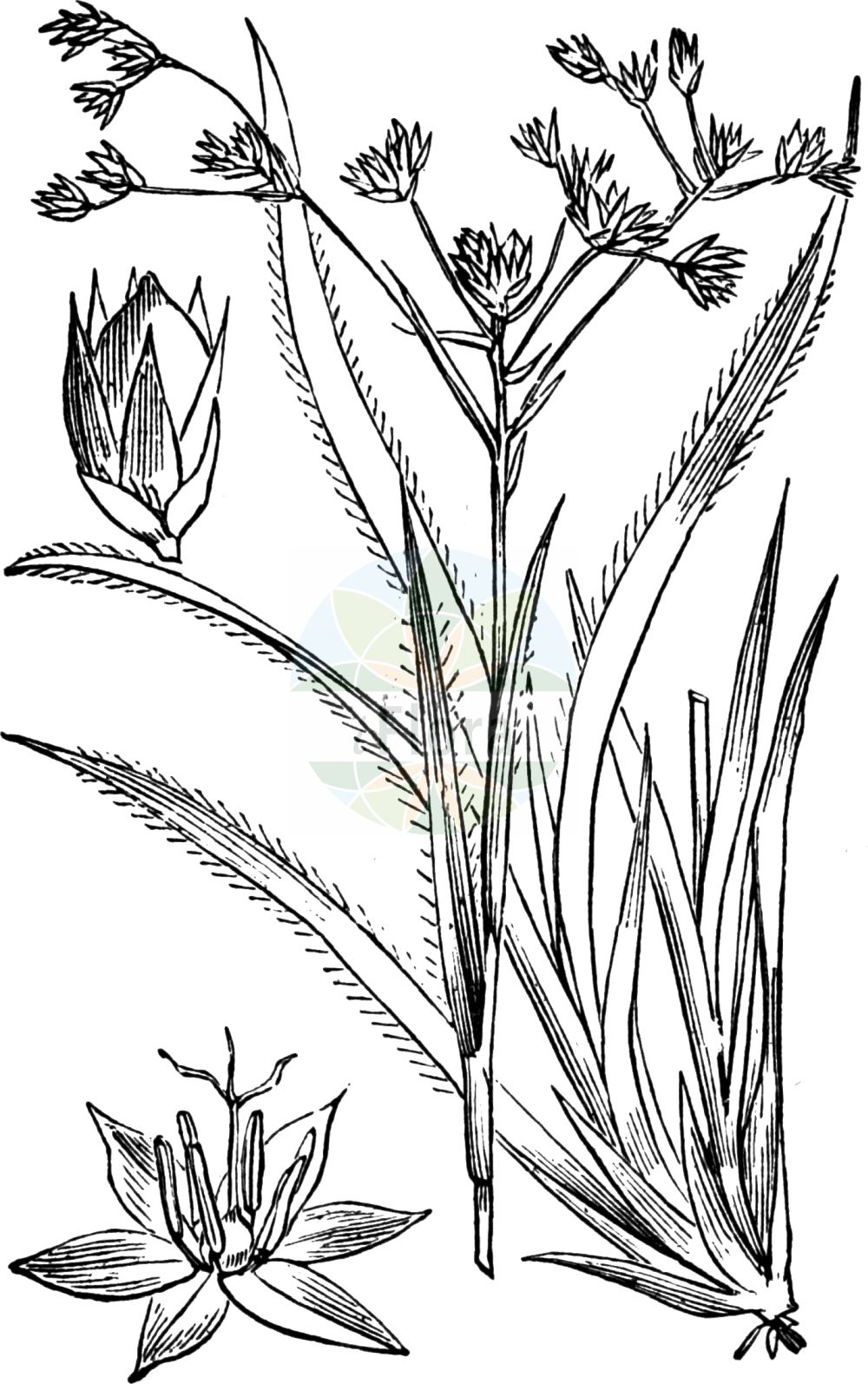 Historische Abbildung von Luzula sylvatica (Wald-Hainsimse - Great Wood-rush). Das Bild zeigt Blatt, Bluete, Frucht und Same. ---- Historical Drawing of Luzula sylvatica (Wald-Hainsimse - Great Wood-rush). The image is showing leaf, flower, fruit and seed.(Luzula sylvatica,Wald-Hainsimse,Great Wood-rush,Juncoides sylvatica,Luciola sylvatica,Luzula sylvatica,Wald-Hainsimse,Grosse Hainsimse,Great Wood-rush,Greater Woodrush,Shadowgrass,Luzula,Hainsimse,Wood-rush,Juncaceae,Binsengewächse,Rush family,Blatt,Bluete,Frucht,Same,leaf,flower,fruit,seed,Fitch et al. (1880))