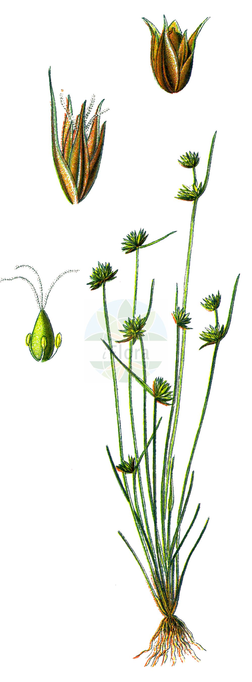 Historische Abbildung von Juncus capitatus (Kopf-Binse - Dwarf Rush). Das Bild zeigt Blatt, Bluete, Frucht und Same. ---- Historical Drawing of Juncus capitatus (Kopf-Binse - Dwarf Rush). The image is showing leaf, flower, fruit and seed.(Juncus capitatus,Kopf-Binse,Dwarf Rush,Juncus capitatus,Juncus ericetorum,Juncus globiceps,Juncus mutabilis,Juncus tenellus,Juncus triandrus,Schoenus minimus,Kopf-Binse,Kopfige Simse,Kopf-Simse,Dwarf Rush,Capitate Rush,Leafybract Dwarf Rush,Juncus,Binse,Rush,Juncaceae,Binsengewächse,Rush family,Blatt,Bluete,Frucht,Same,leaf,flower,fruit,seed,Thomé (1885))