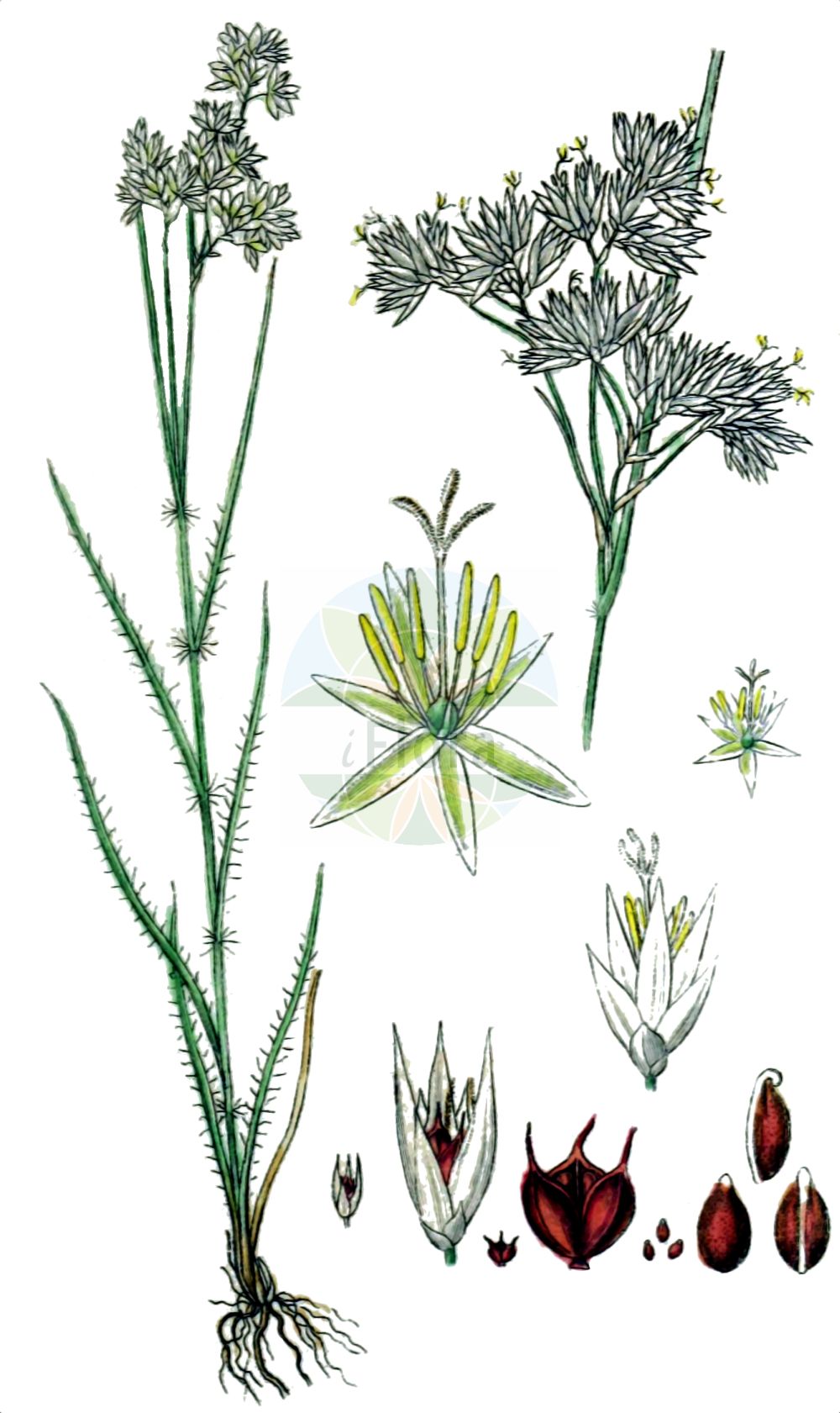 Historische Abbildung von Luzula nivea (Schnee-Hainsimse - Snow-white Wood-Rush). Das Bild zeigt Blatt, Bluete, Frucht und Same. ---- Historical Drawing of Luzula nivea (Schnee-Hainsimse - Snow-white Wood-Rush). The image is showing leaf, flower, fruit and seed.(Luzula nivea,Schnee-Hainsimse,Snow-white Wood-Rush,Juncoides nivea,Juncus niveus,Luzula nivea,Luzula nivea var. rubescens,Schnee-Hainsimse,Schneeweisse Hainsimse,Snow-white Wood-Rush,Snowy Woodrush,Lesser Wood-rush,Luzula,Hainsimse,Wood-rush,Juncaceae,Binsengewächse,Rush family,Blatt,Bluete,Frucht,Same,leaf,flower,fruit,seed,Sturm (1796f))
