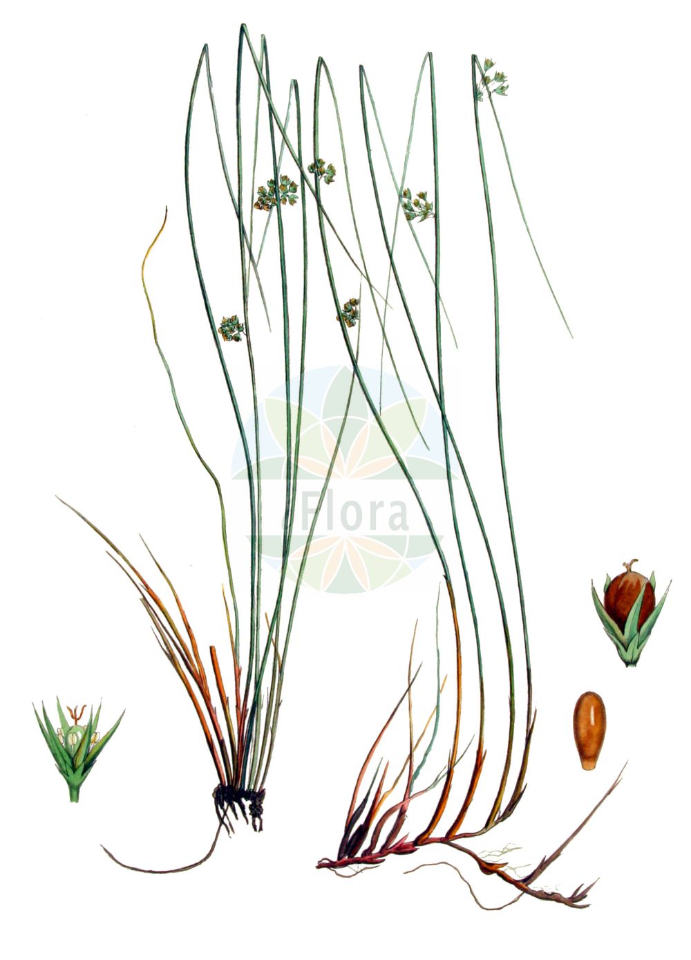 Historische Abbildung von Juncus filiformis (Faden-Binse - Thread Rush). Das Bild zeigt Blatt, Bluete, Frucht und Same. ---- Historical Drawing of Juncus filiformis (Faden-Binse - Thread Rush). The image is showing leaf, flower, fruit and seed.(Juncus filiformis,Faden-Binse,Thread Rush,Juncus filiformis,Juncus transsilvanicus,Faden-Binse,Faden-Simse,Thread Rush,Juncus,Binse,Rush,Juncaceae,Binsengewächse,Rush family,Blatt,Bluete,Frucht,Same,leaf,flower,fruit,seed,Kops (1800-1934))