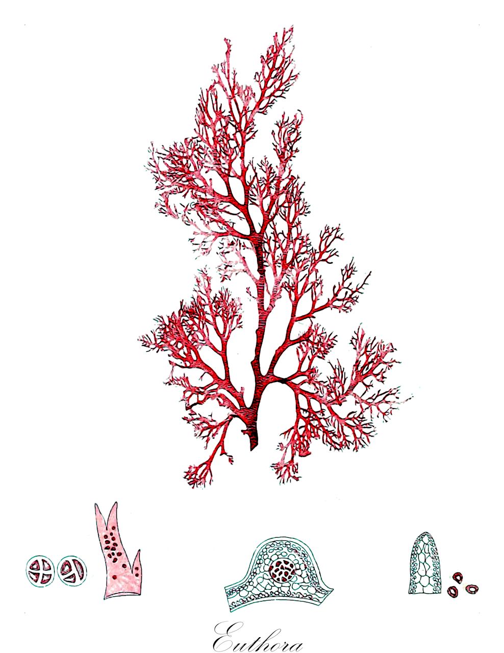 Euthora - Kallymeniaceae,Biota,Plantae,Rhodophyta,Eurhodophytina,Florideophyceae,Gigartinales,Kallymeniaceae,Euthora