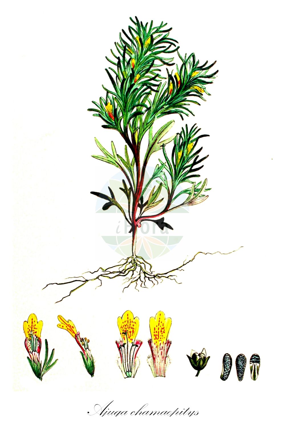 Historische Abbildung von Ajuga chamaepitys (Gelber Günsel - Ground-pine). Das Bild zeigt Blatt, Bluete, Frucht und Same. ---- Historical Drawing of Ajuga chamaepitys (Gelber Günsel - Ground-pine). The image is showing leaf, flower, fruit and seed.(Ajuga chamaepitys,Gelber Günsel,Ground-pine,Ajuga chamaepitys,Bugula chamaepithys,Bulga chamaepitys,Chamaepitys vulgaris,Teucrium chamaepitys,Gelber Guensel,Acker-Guensel,Schlagkraeutlein,Ground-pine,Yellow Bugle,Ajuga,Günsel,Bugle,Lamiaceae,Lippenblütengewächse,Nettle family,Blatt,Bluete,Frucht,Same,leaf,flower,fruit,seed,Kops (1800-1934))