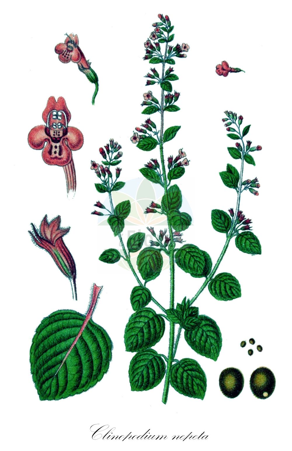 Historische Abbildung von Clinopodium nepeta (Kleinblütige Bergminze - Lesser Calamint). Das Bild zeigt Blatt, Bluete, Frucht und Same. ---- Historical Drawing of Clinopodium nepeta (Kleinblütige Bergminze - Lesser Calamint). The image is showing leaf, flower, fruit and seed.(Clinopodium nepeta,Kleinblütige Bergminze,Lesser Calamint,Calamintha nepeta,Calamintha parviflora,Clinopodium nepeta,Melissa nepeta,Melissa parviflora,Satureja nepeta,Thymus nepeta,Kleinbluetige Bergminze,Katzenminzenartige Bergminze,Lesser Calamint,Calamint,Field Balm,Field Calamint,Small-flowered Calamint,Clinopodium,Wirbeldost,Calamint,Lamiaceae,Lippenblütengewächse,Nettle family,Blatt,Bluete,Frucht,Same,leaf,flower,fruit,seed,Sturm (1796f))
