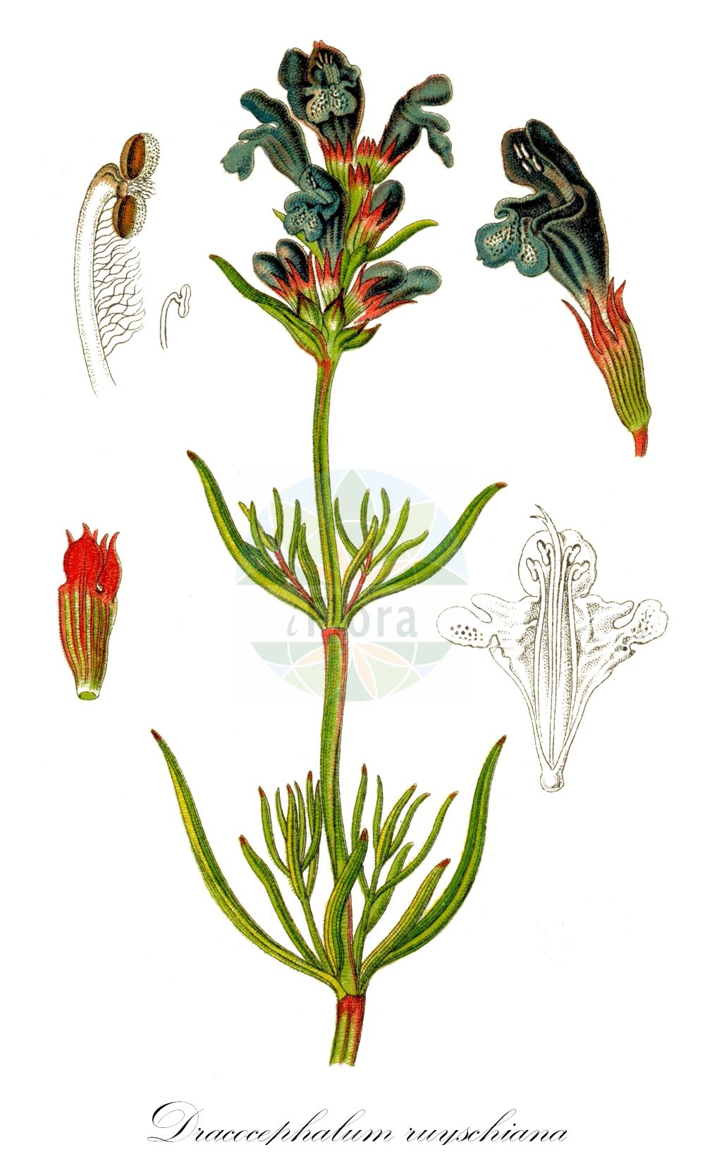 Historische Abbildung von Dracocephalum ruyschiana (Nordischer Drachenkopf - Northern Dragonhead). Das Bild zeigt Blatt, Bluete, Frucht und Same. ---- Historical Drawing of Dracocephalum ruyschiana (Nordischer Drachenkopf - Northern Dragonhead). The image is showing leaf, flower, fruit and seed.(Dracocephalum ruyschiana,Nordischer Drachenkopf,Northern Dragonhead,Dracocephalum alpinum,Dracocephalum angustifolium,Dracocephalum hyssopifolium,Dracocephalum ruyschiana,Dracocephalum spicatum,Ruyschiana fasciculata,Ruyschiana ruyschiana,Ruyschiana spicata,Zornia linearifolia,Nordischer Drachenkopf,Berg-Drachenkopf,Northern Dragonhead,Dracocephalum,Drachenkopf,Dragonhead,Lamiaceae,Lippenblütengewächse,Nettle family,Blatt,Bluete,Frucht,Same,leaf,flower,fruit,seed,Sturm (1796f))