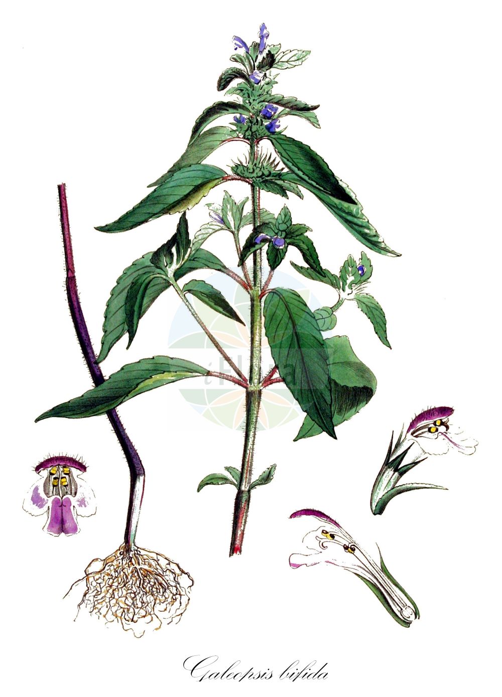 Historische Abbildung von Galeopsis bifida (Zweispaltiger Hohlzahn - Bifid Hemp-nettle). Das Bild zeigt Blatt, Bluete, Frucht und Same. ---- Historical Drawing of Galeopsis bifida (Zweispaltiger Hohlzahn - Bifid Hemp-nettle). The image is showing leaf, flower, fruit and seed.(Galeopsis bifida,Zweispaltiger Hohlzahn,Bifid Hemp-nettle,Galeopsis bifida,Galeopsis pallens,Galeopsis pernkofferi,Galeopsis tetrahit var. bifida,Zweispaltiger Hohlzahn,Kleinbluetiger Hohlzahn,Zweizipfeliger Hohlzahn,Bifid Hemp-nettle,Splitlip Hempnettle,Galeopsis,Hohlzahn,Hempnettle,Lamiaceae,Lippenblütengewächse,Nettle family,Blatt,Bluete,Frucht,Same,leaf,flower,fruit,seed,Kops (1800-1934))