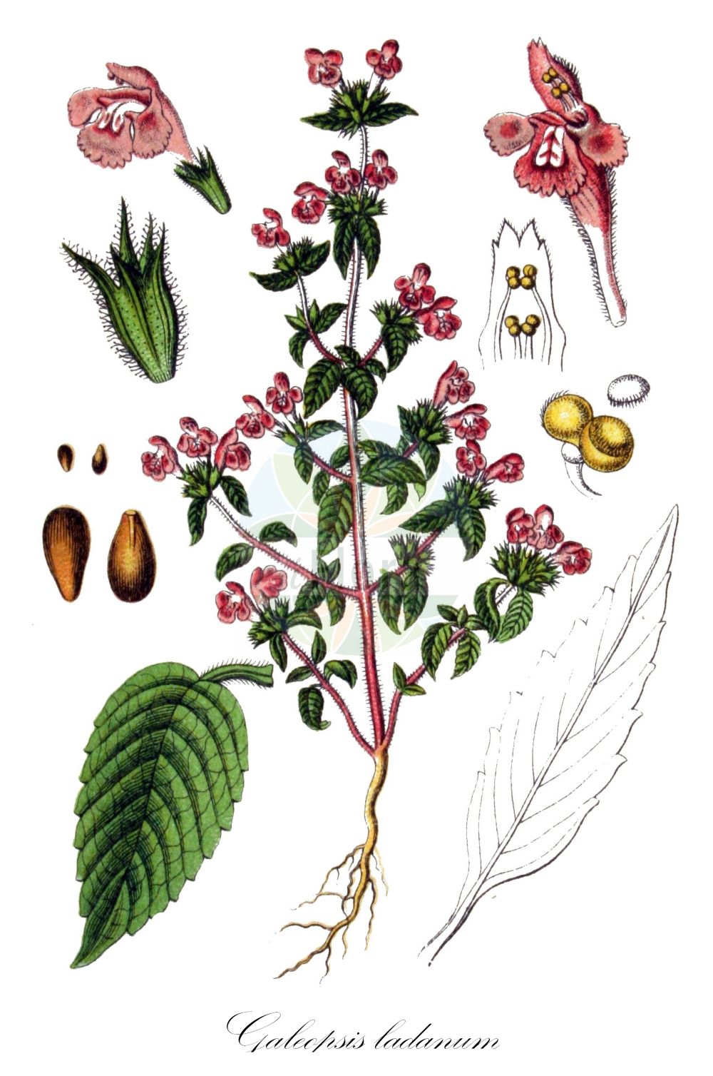 Historische Abbildung von Galeopsis ladanum (Acker-Hohlzahn - Broad-leaved Hemp-Nettle). Das Bild zeigt Blatt, Bluete, Frucht und Same. ---- Historical Drawing of Galeopsis ladanum (Acker-Hohlzahn - Broad-leaved Hemp-Nettle). The image is showing leaf, flower, fruit and seed.(Galeopsis ladanum,Acker-Hohlzahn,Broad-leaved Hemp-Nettle,Dalanum ladanum,Galeopsis agrigena,Galeopsis arvensis,Galeopsis balatonensis,Galeopsis filholiana,Galeopsis flanatica,Galeopsis glandulosa,Galeopsis intermedia,Galeopsis ladanum,Galeopsis latifolia,Galeopsis litoralis,Galeopsis longiflora,Galeopsis marrubiastrum,Galeopsis micrantha,Galeopsis nepetifolia,Galeopsis parviflora,Galeopsis sallentii,Ladanella ladanum,Ladanum intermedium,Ladanum purpureum,Lamium ladanum,Tetrahit ladanum,Tetrahit vulgare,Acker-Hohlzahn,Breitblaettriger Hohlzahn,Broad-leaved Hemp-Nettle,Field Hemp-nettle,Large Pink Hemp-nettle,Red Hemp-nettle,Galeopsis,Hohlzahn,Hempnettle,Lamiaceae,Lippenblütengewächse,Nettle family,Blatt,Bluete,Frucht,Same,leaf,flower,fruit,seed,Sturm (1796f))