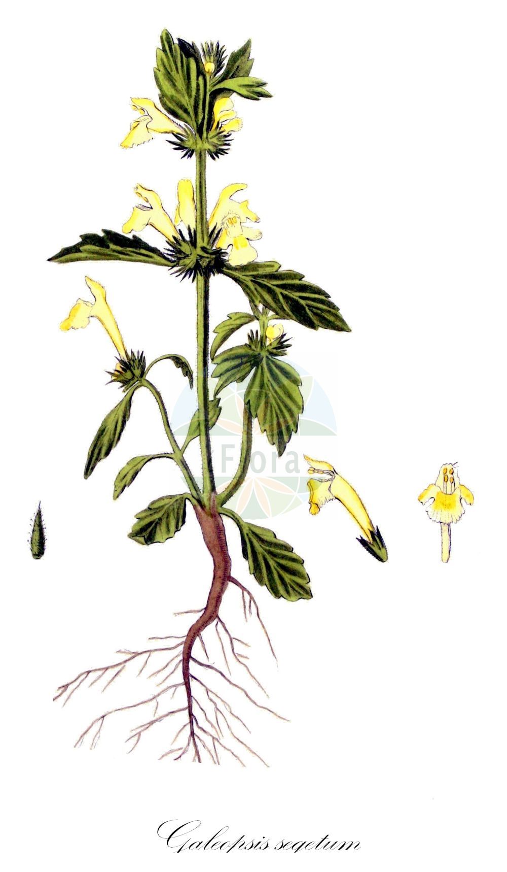 Historische Abbildung von Galeopsis segetum (Gelber Hohlzahn - Downy Hemp-nettle). Das Bild zeigt Blatt, Bluete, Frucht und Same. ---- Historical Drawing of Galeopsis segetum (Gelber Hohlzahn - Downy Hemp-nettle). The image is showing leaf, flower, fruit and seed.(Galeopsis segetum,Gelber Hohlzahn,Downy Hemp-nettle,Dalanum segetum,Galeopsis dubia,Galeopsis elegans,Galeopsis grandiflora,Galeopsis ochroleuca,Galeopsis segetum,Galeopsis villosa,Ladanella segetum,Ladanum dubium,Ladanum luteum,Ladanum ochroleucum,Tetrahit longiflorum,Gelber Hohlzahn,Saat-Hohlzahn,Downy Hemp-nettle,Yellow Hemp-nettle,Galeopsis,Hohlzahn,Hempnettle,Lamiaceae,Lippenblütengewächse,Nettle family,Blatt,Bluete,Frucht,Same,leaf,flower,fruit,seed,Kops (1800-1934))