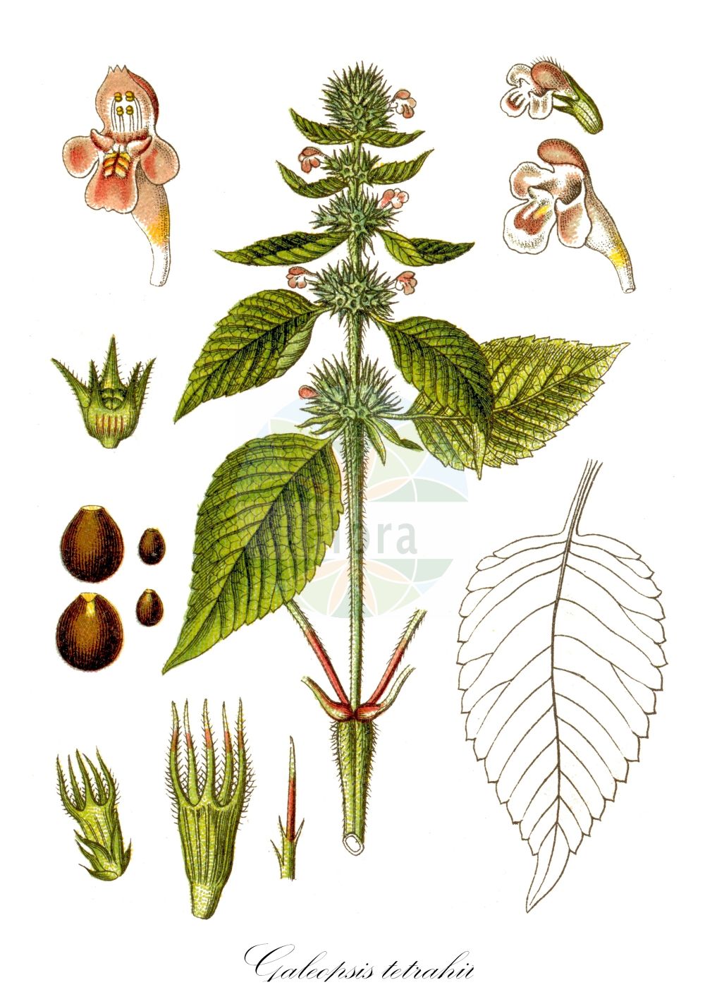 Historische Abbildung von Galeopsis tetrahit (Dorn-Hohlzahn - Common Hemp-nettle). Das Bild zeigt Blatt, Bluete, Frucht und Same. ---- Historical Drawing of Galeopsis tetrahit (Dorn-Hohlzahn - Common Hemp-nettle). The image is showing leaf, flower, fruit and seed.(Galeopsis tetrahit,Dorn-Hohlzahn,Common Hemp-nettle,Galeopsis alpicola,Galeopsis beckii,Galeopsis gacognei,Galeopsis glaucocerata,Galeopsis ionantha,Galeopsis lactiflora,Galeopsis laramberguei,Galeopsis leucantha,Galeopsis michelianae,Galeopsis neglecta,Galeopsis nodosum,Galeopsis persetosa,Galeopsis praecox,Galeopsis pseudotetrahit,Galeopsis reichenbachii,Galeopsis silvestris,Galeopsis subtatrensis,Galeopsis tetrahit,Galeopsis urticifolia,Galeopsis verlotii,Ladanum tetrahit,Lamium tetrahit,Tetrahit grandiflorum,Tetrahit leucanthum,Tetrahit navieri,Tetrahit nodosum,Tetrahit praecox,Tetrahit purpurascens,Tetrahit reichenbachii,Dorn-Hohlzahn,Stechender Hohlzahn,Common Hemp-nettle,Brittlestem Hempnettle,Galeopsis,Hohlzahn,Hempnettle,Lamiaceae,Lippenblütengewächse,Nettle family,Blatt,Bluete,Frucht,Same,leaf,flower,fruit,seed,Sturm (1796f))