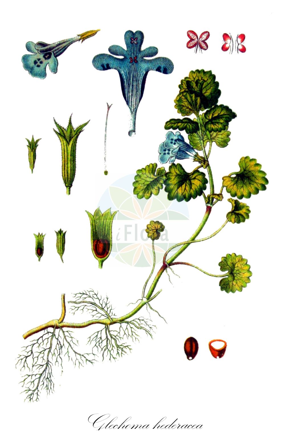 Historische Abbildung von Glechoma hederacea (Echte Gundelrebe - Ground-ivy). Das Bild zeigt Blatt, Bluete, Frucht und Same. ---- Historical Drawing of Glechoma hederacea (Echte Gundelrebe - Ground-ivy). The image is showing leaf, flower, fruit and seed.(Glechoma hederacea,Echte Gundelrebe,Ground-ivy,Calamintha hederacea,Chamaecissos hederaceus,Chamaeclema hederacea,Glechoma borealis,Glechoma bulgarica,Glechoma hederacea,Glechoma heterophylla,Glechoma intermedia,Glechoma lobulata,Glechoma longicaulis,Glechoma magna,Glechoma micrantha,Glechoma repens,Glechoma rigida,Glechoma rotundifolia,Glechoma serbica,Glechonion hederaceum,Hedera terrestris,Nepeta glechoma,Nepeta hederacea,Nepeta rigida,Echte Gundelrebe,Haarige Gundelrebe,Ground-ivy,Creeping Charlie,Gill-over-The-Ground,Glechoma,Gundermann,Ground-ivy,Lamiaceae,Lippenblütengewächse,Nettle family,Blatt,Bluete,Frucht,Same,leaf,flower,fruit,seed,Sturm (1796f))