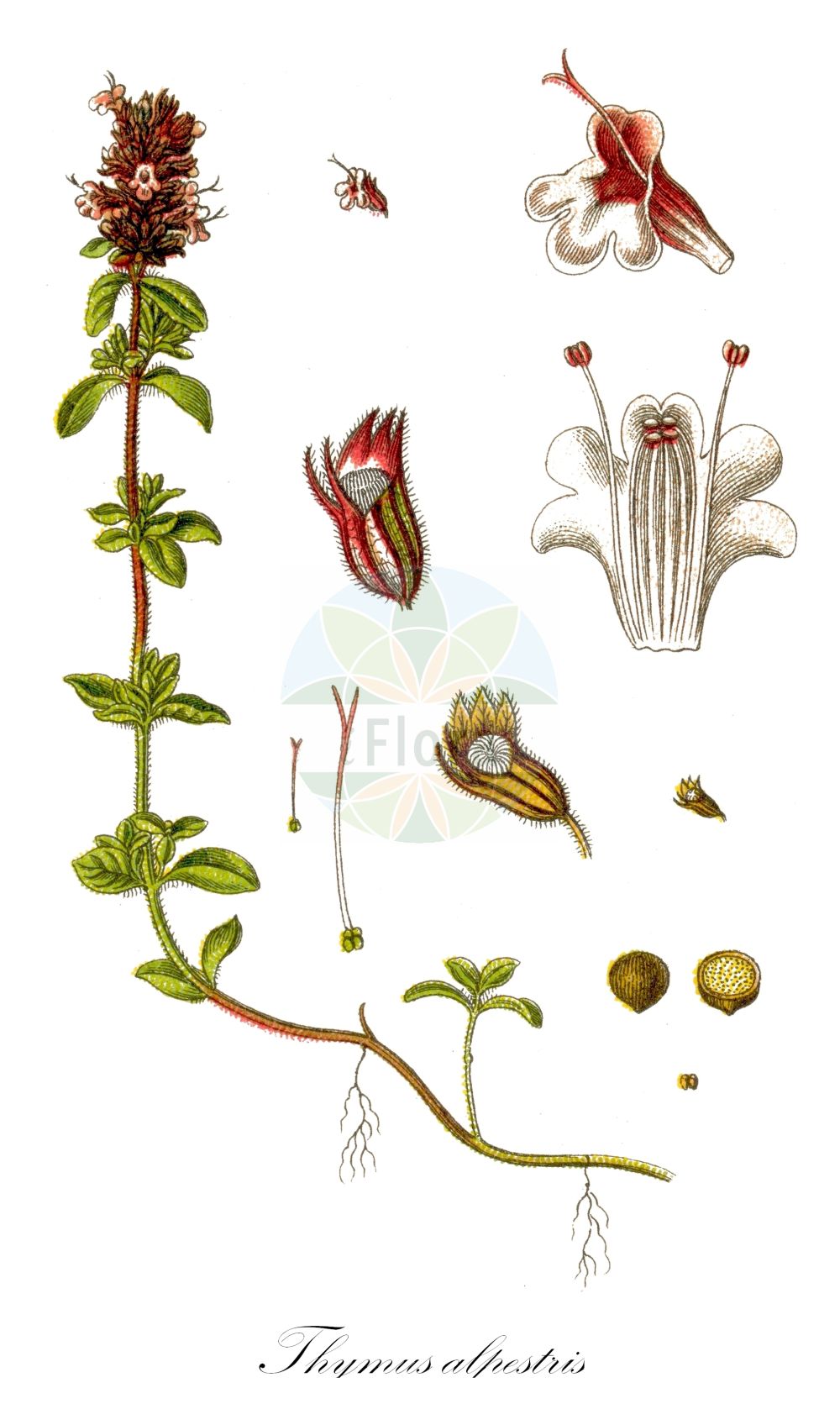 Historische Abbildung von Thymus alpestris (Hochgebirgs-Thymian - Wild Thyme). Das Bild zeigt Blatt, Bluete, Frucht und Same. ---- Historical Drawing of Thymus alpestris (Hochgebirgs-Thymian - Wild Thyme). The image is showing leaf, flower, fruit and seed.(Thymus alpestris,Hochgebirgs-Thymian,Wild Thyme,Thymus alpestris,Thymus subalpestris,Hochgebirgs-Thymian,Wild Thyme,Alpine Thyme,Thymus,Thymian,Thyme,Lamiaceae,Lippenblütengewächse,Nettle family,Blatt,Bluete,Frucht,Same,leaf,flower,fruit,seed,Sturm (1796f))