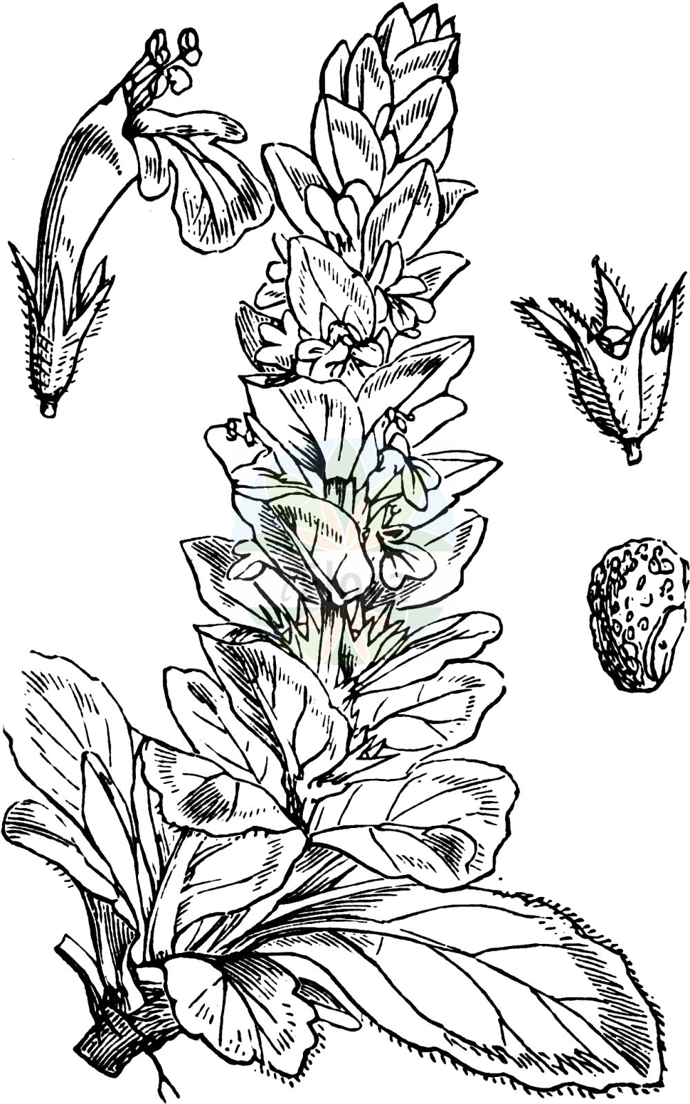 Historische Abbildung von Ajuga genevensis (Genfer Günsel - Cornish Bugle). Das Bild zeigt Blatt, Bluete, Frucht und Same. ---- Historical Drawing of Ajuga genevensis (Genfer Günsel - Cornish Bugle). The image is showing leaf, flower, fruit and seed.(Ajuga genevensis,Genfer Günsel,Cornish Bugle,Ajuga alpestris,Ajuga alpicola,Ajuga foliosa,Ajuga genevensis,Ajuga glabrifolia,Ajuga interrupta,Ajuga lanata,Ajuga montana,Ajuga rugosa,Bugula alpina,Bugula genevensis,Bugula tomentosa,Teucrium genevense,Genfer Guensel,Heide-Guensel,Zottiger Guensel,Cornish Bugle,Blue Bugle,Geneva Bugle,Ajuga,Günsel,Bugle,Lamiaceae,Lippenblütengewächse,Nettle family,Blatt,Bluete,Frucht,Same,leaf,flower,fruit,seed,Fitch et al. (1880))