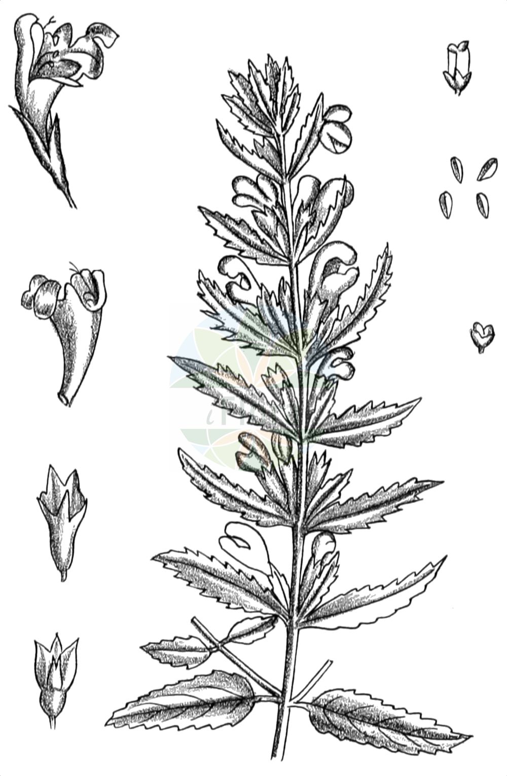 Historische Abbildung von Dracocephalum moldavica. Das Bild zeigt Blatt, Bluete, Frucht und Same. ---- Historical Drawing of Dracocephalum moldavica. The image is showing leaf, flower, fruit and seed.(Dracocephalum moldavica,Dracocephalum fragrans,Dracocephalum moldavica,Moldavica moldavica,Moldavica punctata,Moldavica setosa,Moldavica suaveolens,Nepeta moldavica,Ruyschiana moldavica,Dracocephalum,Drachenkopf,Dragonhead,Lamiaceae,Lippenblütengewächse,Nettle family,Blatt,Bluete,Frucht,Same,leaf,flower,fruit,seed,Kirtikar & Basu (1918))