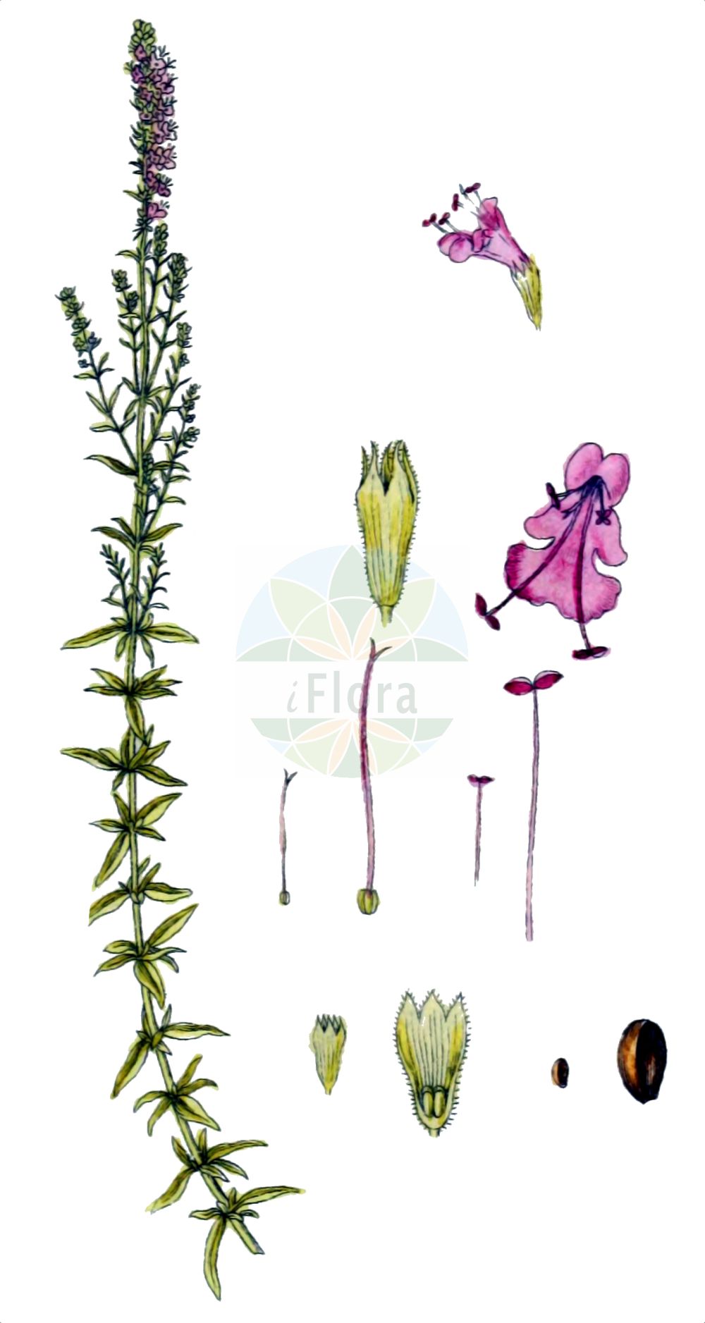 Historische Abbildung von Hyssopus officinalis (Echter Ysop - Hyssop). Das Bild zeigt Blatt, Bluete, Frucht und Same. ---- Historical Drawing of Hyssopus officinalis (Echter Ysop - Hyssop). The image is showing leaf, flower, fruit and seed.(Hyssopus officinalis,Echter Ysop,Hyssop,Hyssopus officinalis,Thymus hyssopus,Echter Ysop,Gewoehnlicher Ysop,Hyssop,Hyssopus,Ysop,Hyssop,Lamiaceae,Lippenblütengewächse,Nettle family,Blatt,Bluete,Frucht,Same,leaf,flower,fruit,seed,Sturm (1796f))