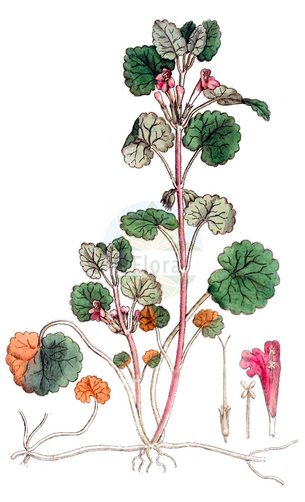 Historische Abbildung von Glechoma hederacea (Echte Gundelrebe - Ground-ivy). Das Bild zeigt Blatt, Bluete, Frucht und Same. ---- Historical Drawing of Glechoma hederacea (Echte Gundelrebe - Ground-ivy). The image is showing leaf, flower, fruit and seed.(Glechoma hederacea,Echte Gundelrebe,Ground-ivy,Calamintha hederacea,Chamaecissos hederaceus,Chamaeclema hederacea,Glechoma borealis,Glechoma bulgarica,Glechoma hederacea,Glechoma heterophylla,Glechoma intermedia,Glechoma lobulata,Glechoma longicaulis,Glechoma magna,Glechoma micrantha,Glechoma repens,Glechoma rigida,Glechoma rotundifolia,Glechoma serbica,Glechonion hederaceum,Hedera terrestris,Nepeta glechoma,Nepeta hederacea,Nepeta rigida,Echte Gundelrebe,Haarige Gundelrebe,Ground-ivy,Creeping Charlie,Gill-over-The-Ground,Glechoma,Gundermann,Ground-ivy,Lamiaceae,Lippenblütengewächse,Nettle family,Blatt,Bluete,Frucht,Same,leaf,flower,fruit,seed,Svensk Botanik (Svensk Botanik))