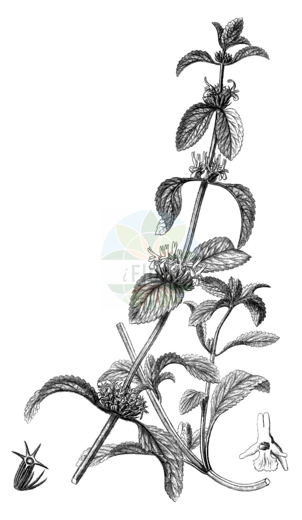 Historische Abbildung von Marrubium peregrinum (Ungarischer Andorn - Branched Horehound). Das Bild zeigt Blatt, Bluete, Frucht und Same. ---- Historical Drawing of Marrubium peregrinum (Ungarischer Andorn - Branched Horehound). The image is showing leaf, flower, fruit and seed.(Marrubium peregrinum,Ungarischer Andorn,Branched Horehound,Atirbesia bracteata,Marrubium affine,Marrubium angustifolium,Marrubium candidissimum,Marrubium civice,Marrubium creticum,Marrubium flexuosum,Marrubium odoratissimum,Marrubium pannonicum,Marrubium pauciflorum,Marrubium peregrinum,Marrubium praecox,Marrubium remotum,Marrubium rubrum,Marrubium setaceum,Marrubium uncinatum,Ungarischer Andorn,Fremder Andorn,Grauer Andorn,Wander-Andorn,Branched Horehound,Horehound,Marrubium,Andorn,Horehound,Lamiaceae,Lippenblütengewächse,Nettle family,Blatt,Bluete,Frucht,Same,leaf,flower,fruit,seed,Reichenbach (1823-1832))