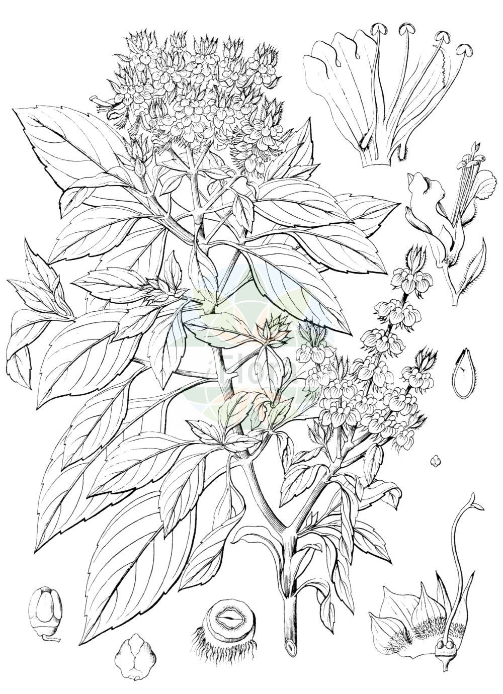 Historische Abbildung von Ocimum basilicum. Das Bild zeigt Blatt, Bluete, Frucht und Same. ---- Historical Drawing of Ocimum basilicum. The image is showing leaf, flower, fruit and seed.(Ocimum basilicum,Ocimum album,Ocimum anisatum,Ocimum barrelieri,Ocimum basilicum,Ocimum bullatum,Ocimum caryophyllatum,Ocimum chevalieri,Ocimum ciliare,Ocimum ciliatum,Ocimum citrodorum,Ocimum cochleatum,Ocimum dentatum,Ocimum hispidum,Ocimum integerrimum,Ocimum lanceolatum,Ocimum laxum,Ocimum majus,Ocimum medium,Ocimum minus,Ocimum nigrum,Ocimum odorum,Ocimum scabrum,Ocimum simile,Ocimum thyrsiflorum,Ocimum urticifolium,Plectranthus barrelieri,Ocimum,Lamiaceae,Lippenblütengewächse,Nettle family,Blatt,Bluete,Frucht,Same,leaf,flower,fruit,seed,Wight (1840-1850))