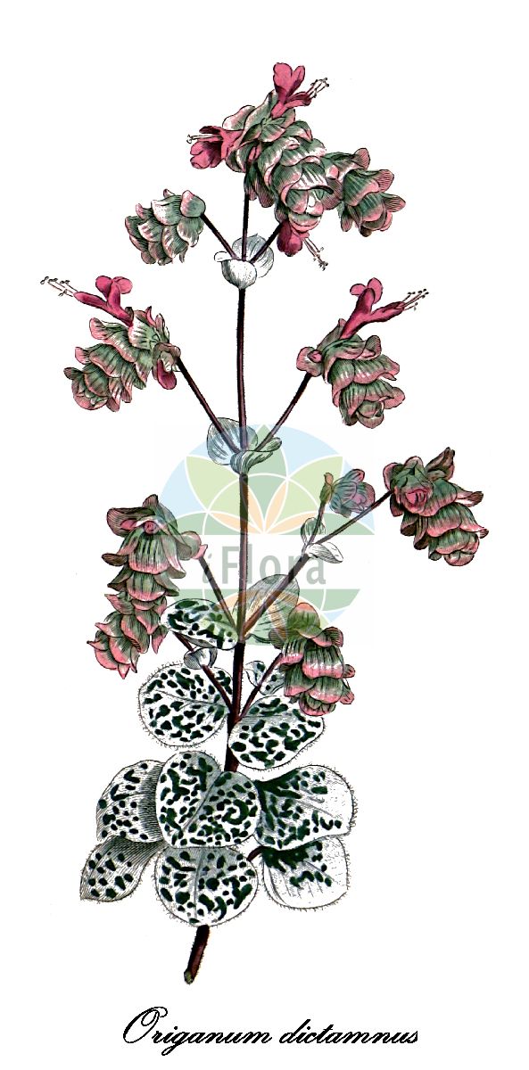 Historische Abbildung von Origanum dictamnus (Kretischer Dost). Das Bild zeigt Blatt, Bluete, Frucht und Same. ---- Historical Drawing of Origanum dictamnus (Kretischer Dost). The image is showing leaf, flower, fruit and seed.(Origanum dictamnus,Kretischer Dost,Amaracus dictamnus,Amaracus tomentosus,Majorana dictamnus,Origanum dictamnifolium,Origanum saxatile,Diptam-Dost,Origanum,Dost,Manroot,Lamiaceae,Lippenblütengewächse,Nettle Family,Blatt,Bluete,Frucht,Same,leaf,flower,fruit,seed,Curtis Botanical Magazine (1787ff))