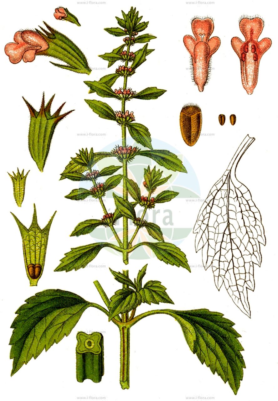 Chaiturus marrubiastrum - Lamiaceae,Plantae,Pteridobiotina,Angiosperms,Lamiales,Lamiaceae,Chaiturus,Chaiturus marrubiastrum,Cardiaca marrubiastrum, Chaiturus leonuroides, Chaiturus morrubifolius, Leonurus marrubiastrum, Leonurus marrubiastrum var. simplicissimus, Leonurus marrubifolius, Leonurus parviflorus,Andorn-Herzgespann;Filziges Herzgespann;Falscher Andorn;Katzenschwanz;Andorn-Löwenschwanz;false motherwort;horehound motherwort;lion's tail;agripaume faux-marrube;cardiaca nepetellona;привохвост шандроыый;щетинохвост шандроыый;aslancık;szczeciogon szantowaty;nazobčanolistna srčnica;pemetegyöngyajak;buřina jablečníkovitá;coada mîţei;talpa-lupului;srdcovec jablčníkovitý;srdcovník jablčníkovitý;котячий хвіст шандровий;lakksaba;срдачица;šantrinė liaudiga;υδρόφιλο πυκνόκομο