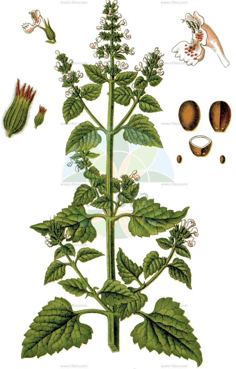 Nepeta cataria - Lamiaceae,Plantae,Pteridobiotina,Angiosperms,Lamiales,Lamiaceae,Nepeta,Nepeta cataria,Calamintha albiflora, Cataria tomentosa, Cataria vulgaris, Glechoma cataria, Glechoma macrura, Nepeta americana, Nepeta bodinieri, Nepeta cataria f. laurentii, Nepeta cataria var. canescens, Nepeta cataria var. citriodora, Nepeta ceretana, Nepeta citriodora, Nepeta laurentii, Nepeta macrura, Nepeta minor, Nepeta mollis, Nepeta ruderalis, Nepeta tomentosa, Nepeta vulgaris,Echte Katzenminze;Gewöhnliche Katzenminze;Zitronen-Katzenminze;cat-mint;catnip;Herbe aux chats;Népéta chataire;népéta des chats;menthe de chat;chataire;cataire;albahaca;menta de gato;hierba gatera;cataria;gatera tuberosa;hierba de los gatos;manrubios;manruego;meagatos;menta de gatos;merruegos;nébeda;nepeta;Erba dei gatti;Gattaia comune;erba gattaia;cataria;menta dei gatti;kattekruid;wild kattenkruid;catária;erva-dos-gatos;erva-gateira;nêveda-dos-gatos;urtiga-morta;котовник кошачий;nepeta katare;nepetë;alfàbrega de gat;herba del gat;menta de gat;nepta;nepta gatera;prava mačja metvica;kattmynta;katteurt;kocimiętka właściwa;inuhakka;chikumahakka;チクマハッカ;イヌハッカ;kyattonippu;キヤツトニツプ;navadna mačja meta;illatos macskamenta;šanta kočičí;cătușnică;kocúrnik mačací;kocúrnik obyčajný;котяча м'ята справжня;коча билка;обикновена коча билка;harilik naistenõges;īstā kaķumētra;kattemynte;aitokissanminttu;горка метвица;мачја метвица;paprastoji katžolė