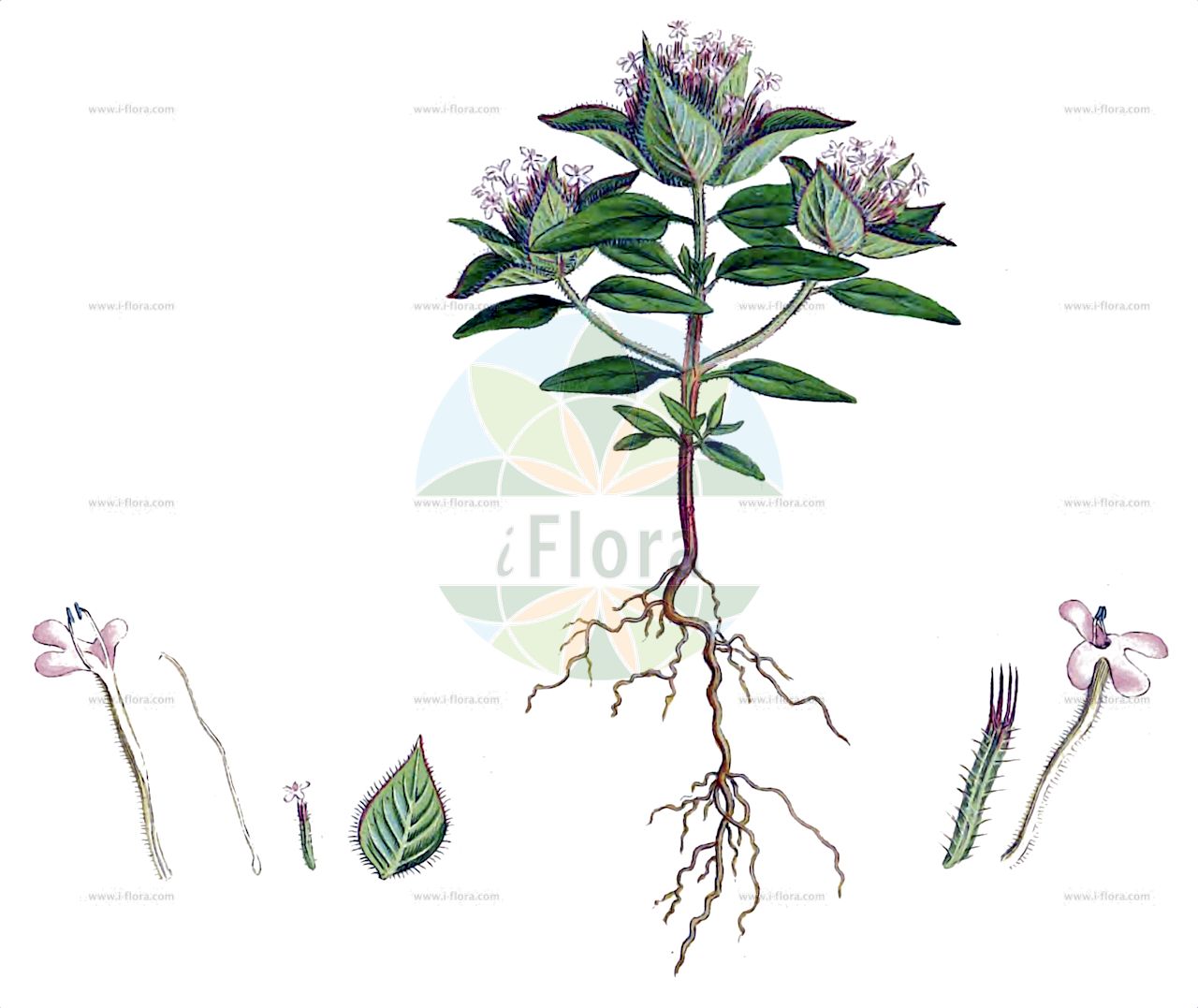 Ziziphora capitata - Lamiaceae,Plantae,Pteridobiotina,Angiosperms,Lamiales,Lamiaceae,Ziziphora,Ziziphora capitata,Cunila capitata, Ziziphora clinopodioides var. integrifolia,Kopf-Steinminze;ziziphore à fleurs capitées;ziziphore en tête;zizifora;зизифора головчатая;anuk;ziziforë;главеста зизифора;зизифора;abbuvit mekurkefet;אַבּוּבִית מְקֻרְקֶפֶת