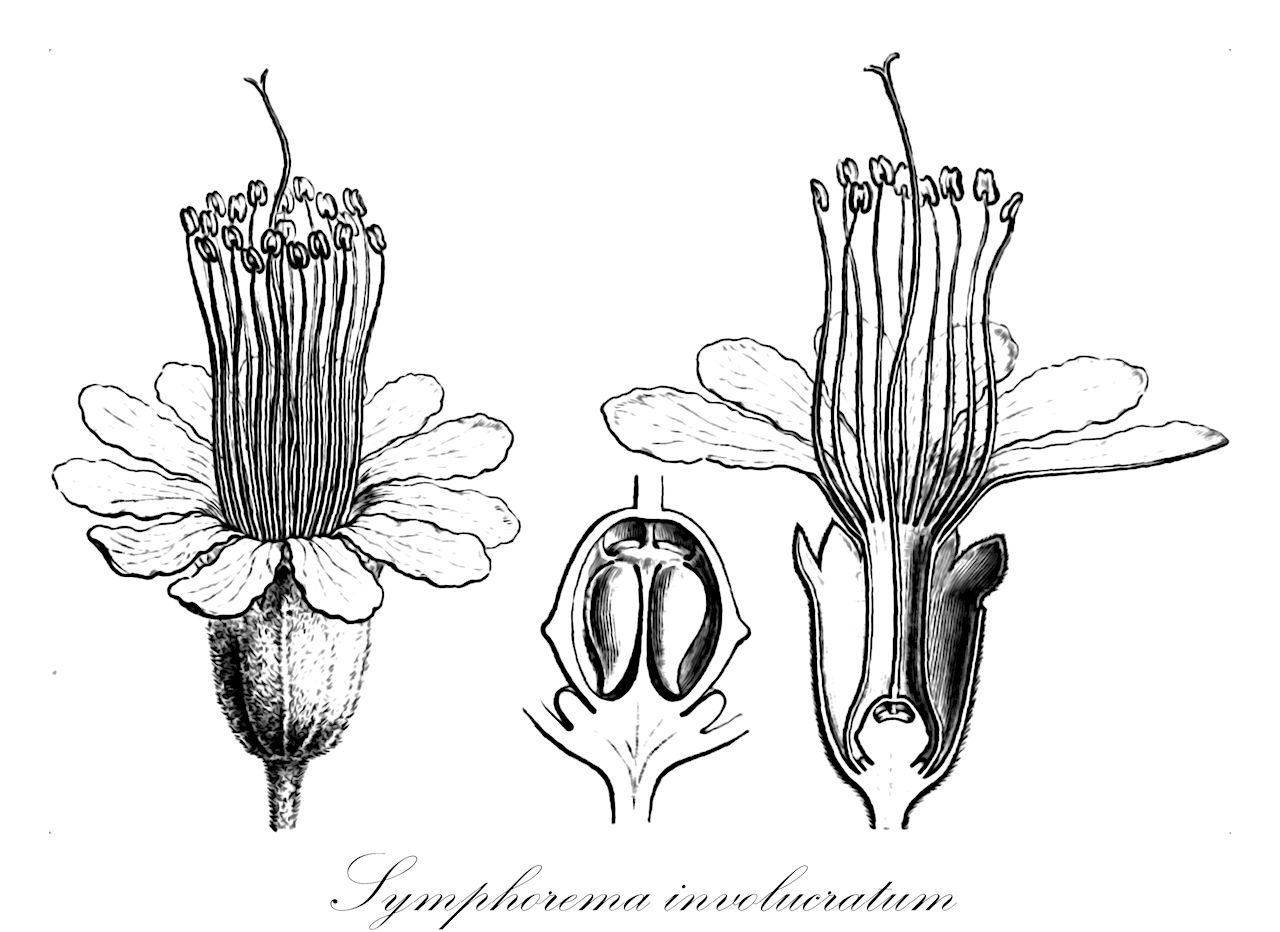 Symphorema involucratum - Lamiaceae,Plantae,Pteridobiotina,Angiosperms,Lamiales,Lamiaceae,Symphorema,Symphorema involucratum,Congea involucratum, Congea paniculata