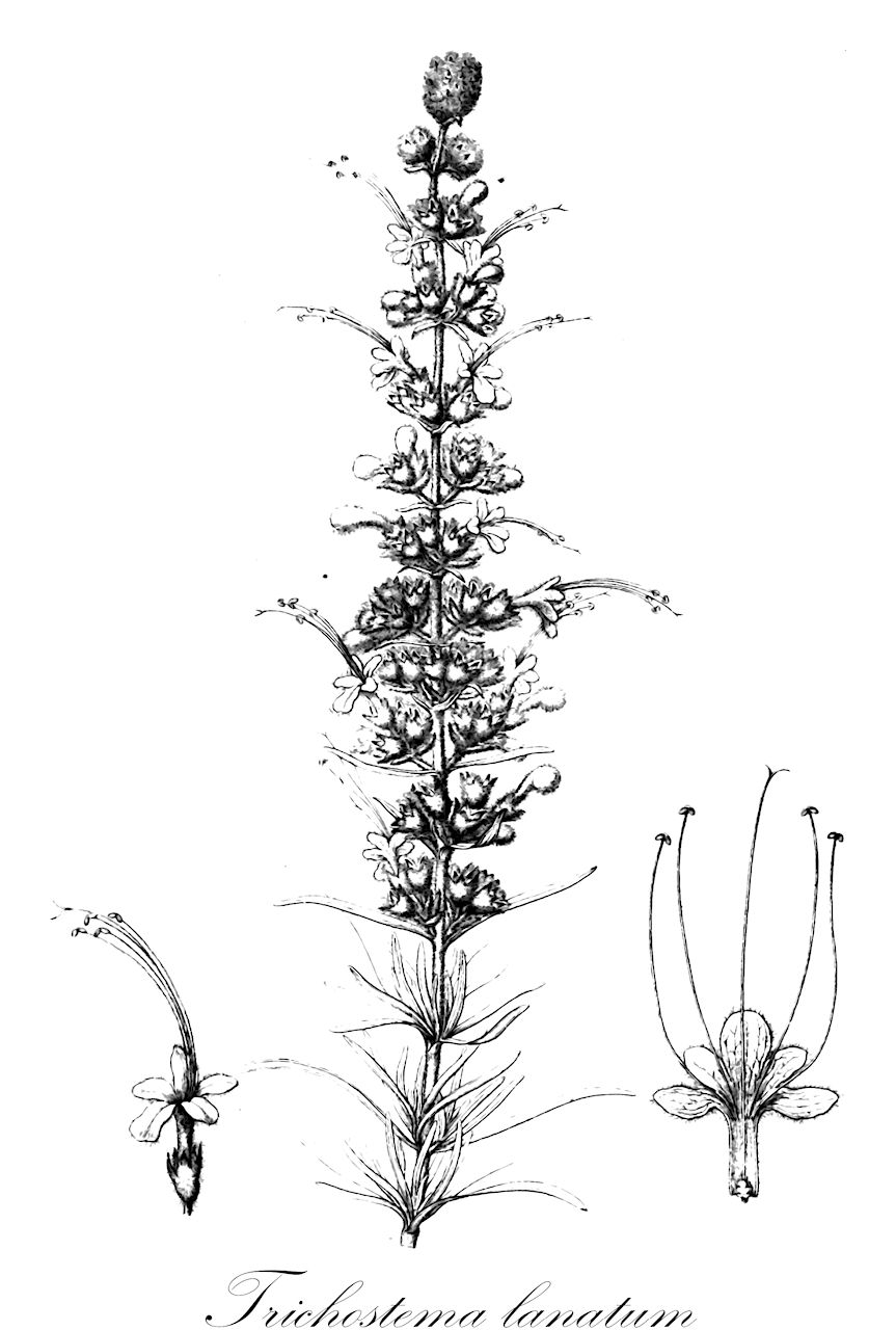 Trichostema lanatum - Lamiaceae,Plantae,Pteridobiotina,Angiosperms,Lamiales,Lamiaceae,Trichostema,Trichostema lanatum,Trichostema lanatum var. denudatum