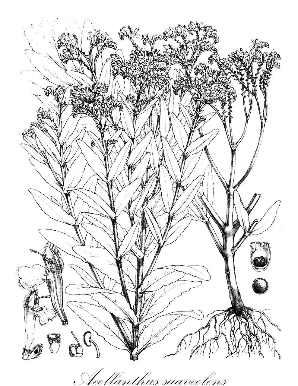 Aeollanthus suaveolens - Lamiaceae,Plantae,Pteridobiotina,Angiosperms,Lamiales,Lamiaceae,Aeollanthus,Aeollanthus suaveolens,Aeollanthus affinis, Aeollanthus cassawa, Aeollanthus claessensii, Aeollanthus edlingeri, Aeollanthus glabrifolius, Aeollanthus heliotropioides, Aeollanthus lamborayi, Aeollanthus schliebenii, Aeollanthus suaveolens, Aeollanthus suavis