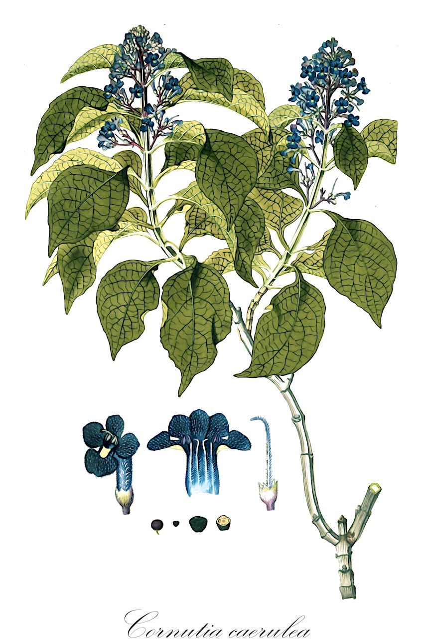 Cornutia caerulea - Lamiaceae,Plantae,Pteridobiotina,Angiosperms,Lamiales,Lamiaceae,Cornutia,Cornutia caerulea,Cornutia punctata, Hosta coerulea, Hostana coerulea