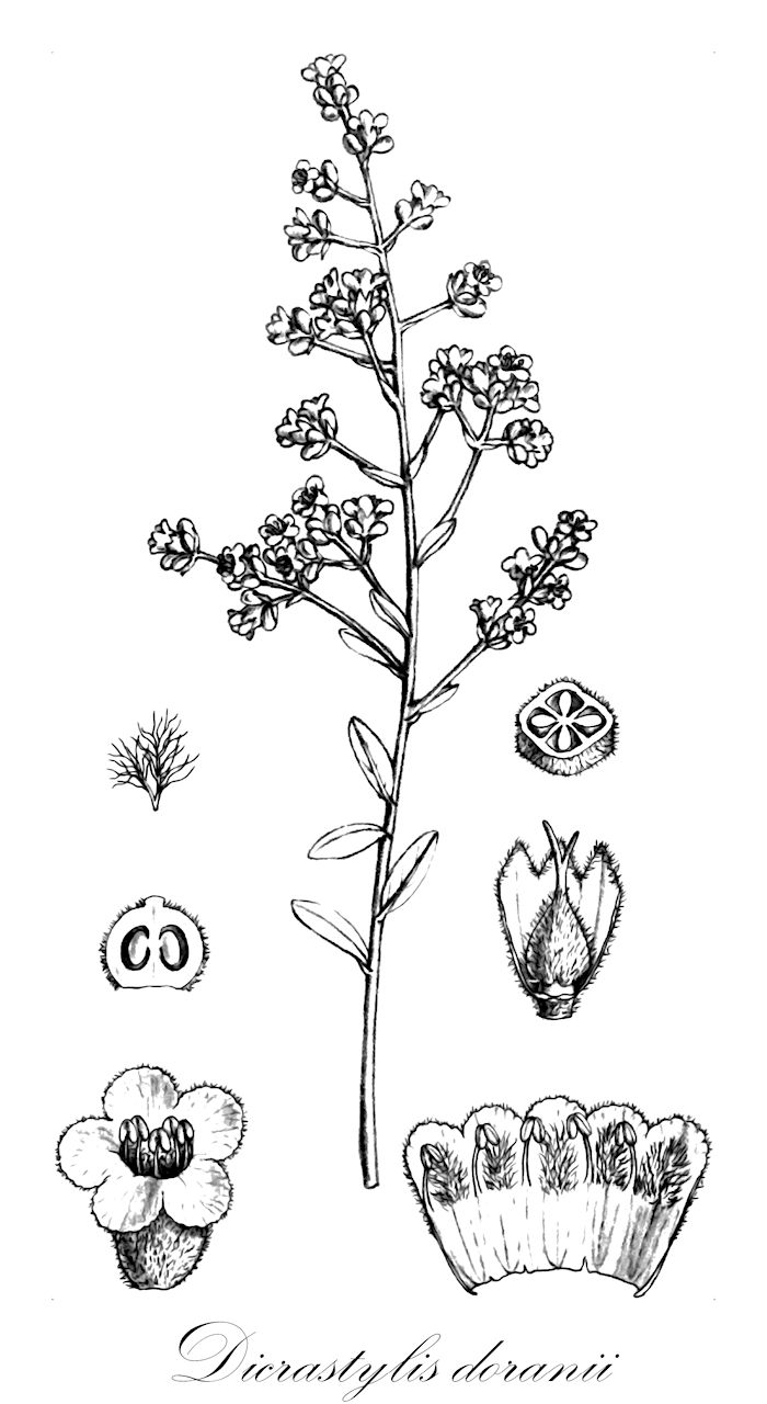 Dicrastylis doranii - Lamiaceae,Plantae,Pteridobiotina,Angiosperms,Lamiales,Lamiaceae,Dicrastylis,Dicrastylis doranii,Dicrastylis carnegiei