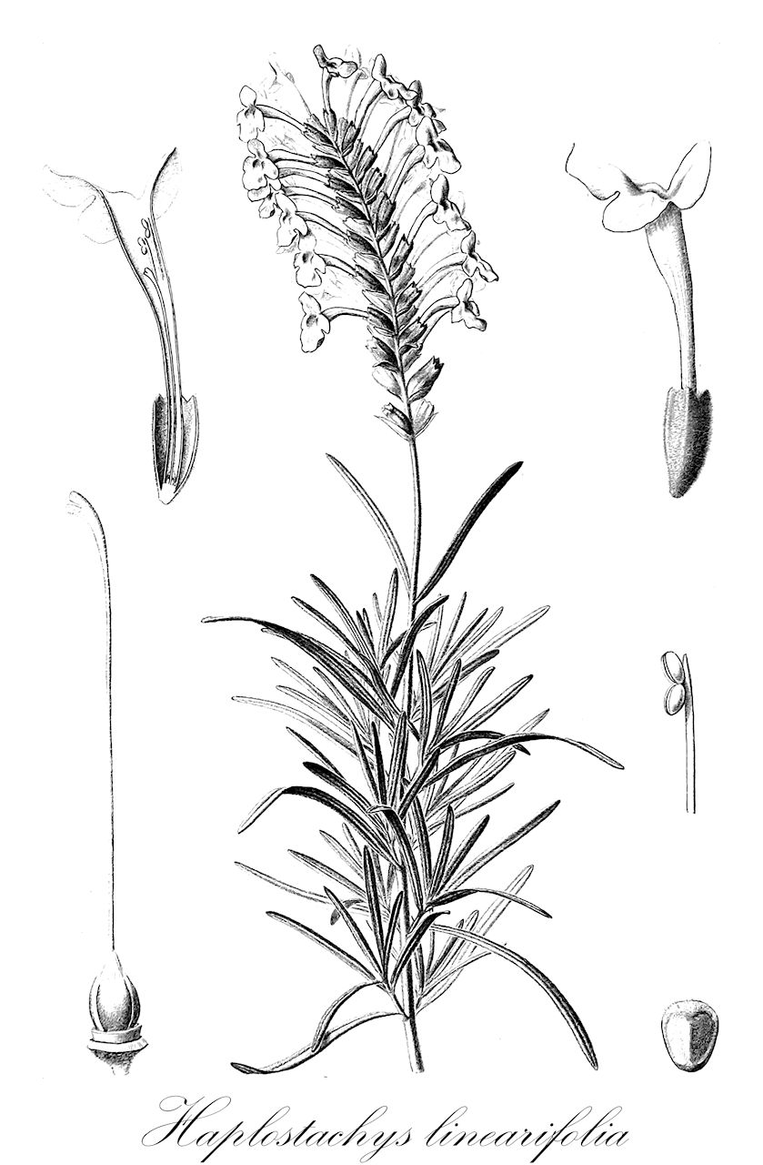 Haplostachys linearifolia - Lamiaceae,Plantae,Pteridobiotina,Angiosperms,Lamiales,Lamiaceae,Haplostachys,Haplostachys linearifolia,Haplostachys linearifolia var. rosmarinifolia, Haplostachys rosmarinifolia, Phyllostegia linearifolia