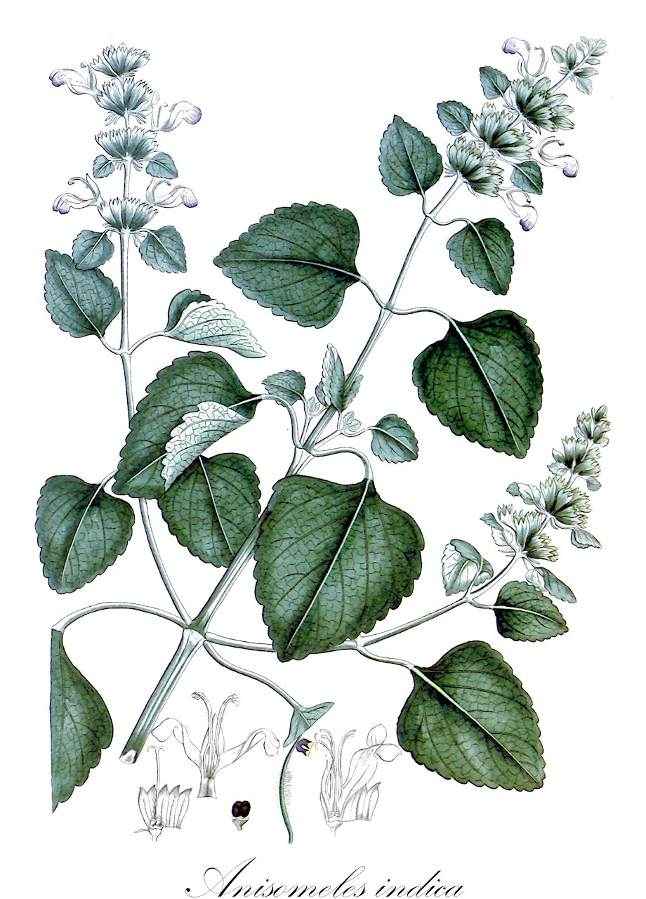 Anisomeles indica - Lamiaceae,Plantae,Pteridobiotina,Angiosperms,Lamiales,Lamiaceae,Anisomeles,Anisomeles indica,Ajuga disticha, Ajuga glabrata, Ajuga mollissima, Anisomeles albiflora, Anisomeles cuneata, Anisomeles disticha, Anisomeles glabrata, Anisomeles indica var. biflora, Anisomeles indica var. mollissima, Anisomeles malabarica var. albiflora, Anisomeles mollissima, Anisomeles ovata, Anisomeles ovata var. glabrata, Anisomeles ovata var. mollissima, Anisomeles ovata var. serratifolia, Anisomeles secunda, Anisomeles tonkinensis, Ballota disticha, Ballota mauritiana, Epimeredi indicus, Epimeredi secundus, Lophanthus argyi, Marrubium indicum, Monarda zeylanica, Nepeta amboinica, Nepeta disticha, Nepeta indica, Phlomis alba