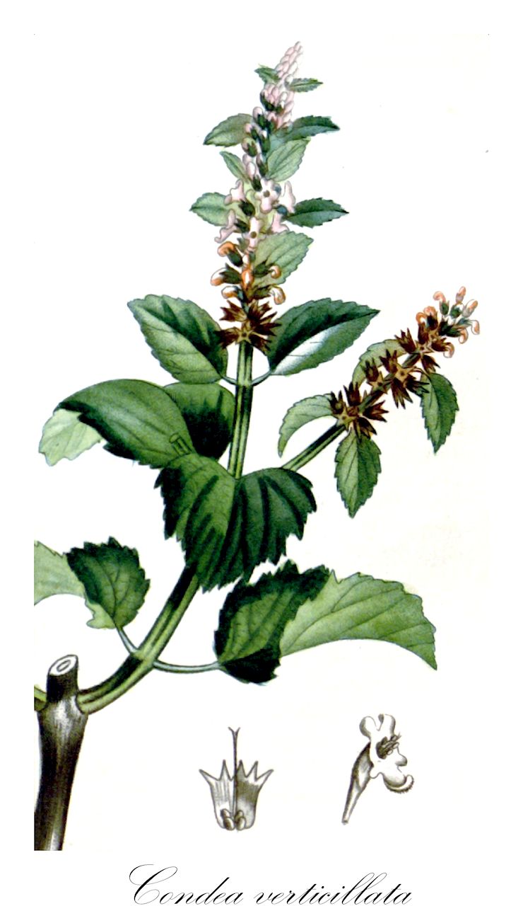 Condea verticillata - Lamiaceae,Plantae,Pteridobiotina,Angiosperms,Lamiales,Lamiaceae,Condea,Condea verticillata,Hyptis axillaris, Hyptis parviflora, Hyptis pringlei, Hyptis verticillata, Mentha hyptiformis, Mesosphaerum verticillatum, Stachys patens