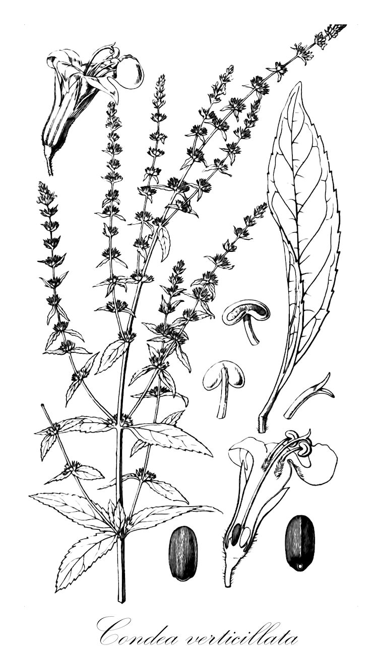 Condea verticillata - Lamiaceae,Plantae,Pteridobiotina,Angiosperms,Lamiales,Lamiaceae,Condea,Condea verticillata,Hyptis axillaris, Hyptis parviflora, Hyptis pringlei, Hyptis verticillata, Mentha hyptiformis, Mesosphaerum verticillatum, Stachys patens