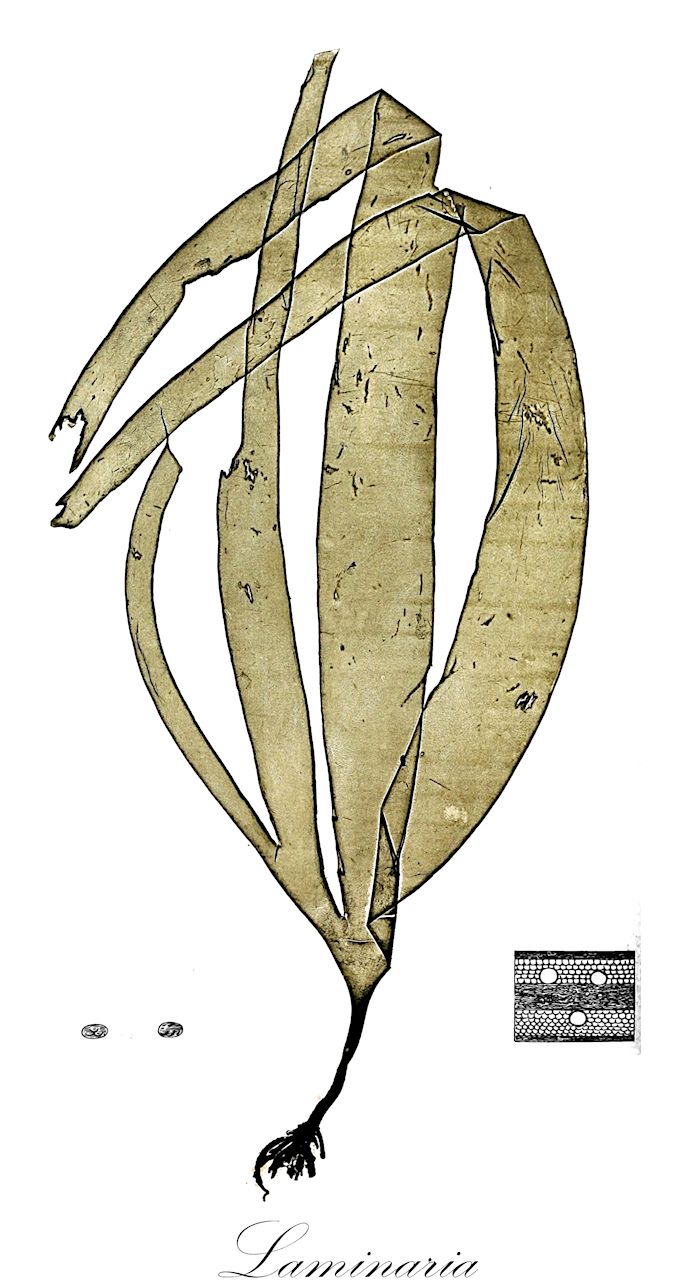 Laminaria - Laminariaceae,Biota,Chromista,Ochrophyta,Phaeophyceae,Laminariales,Laminariaceae,Laminaria,Gigantea, Hafgygia