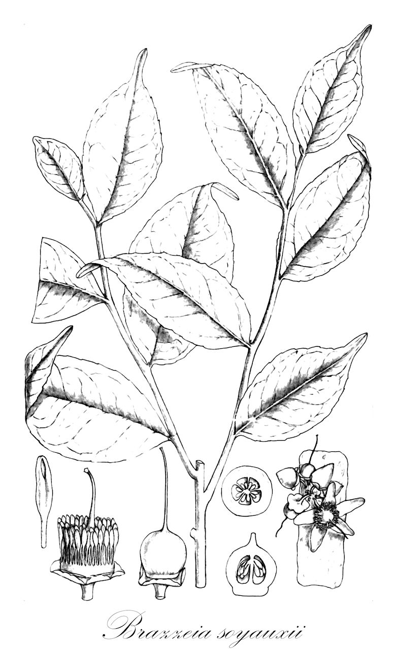 Brazzeia soyauxii - Lecythidaceae,Plantae,Pteridobiotina,Angiosperms,Ericales,Lecythidaceae,Brazzeia,Brazzeia soyauxii,Brazzeia acuminata, Brazzeia biseriata, Brazzeia klainei, Brazzeia pellucida, Brazzeia rosea, Brazzeia scandens, Brazzeia soyauxii var. acuminata, Brazzeia trillesiana, Erytropyxis scandens, Erytropyxis soyauxii, Rhaptopetalum scandens, Rhaptopetalum soyauxii