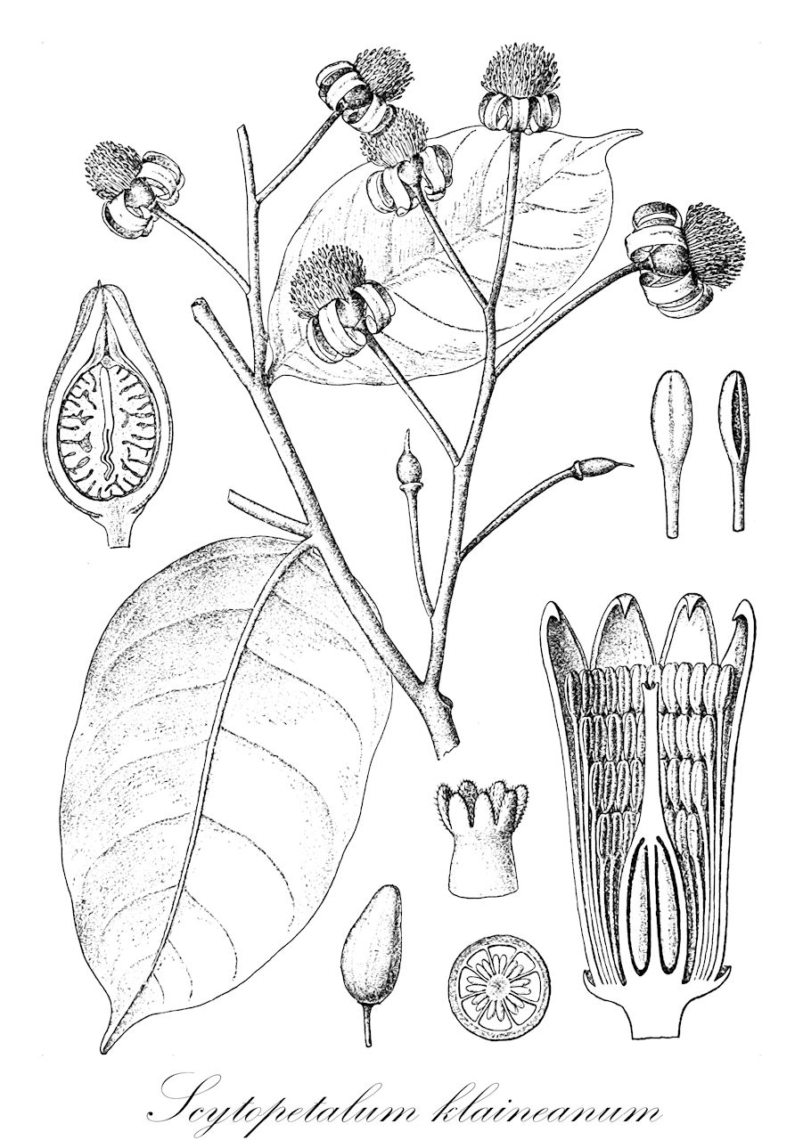 Scytopetalum klaineanum - Lecythidaceae,Plantae,Pteridobiotina,Angiosperms,Ericales,Lecythidaceae,Scytopetalum,Scytopetalum klaineanum,Scytopetalum brevipes, Scytopetalum latifolium