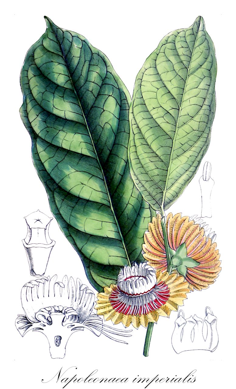 Napoleonaea imperialis - Lecythidaceae,Plantae,Pteridobiotina,Angiosperms,Ericales,Lecythidaceae,Napoleonaea,Napoleonaea imperialis,Belvisia caerulea, Napoleona imperialis, Napoleona whitfieldii, Napoleonaea cuspidata, Napoleonaea miersii