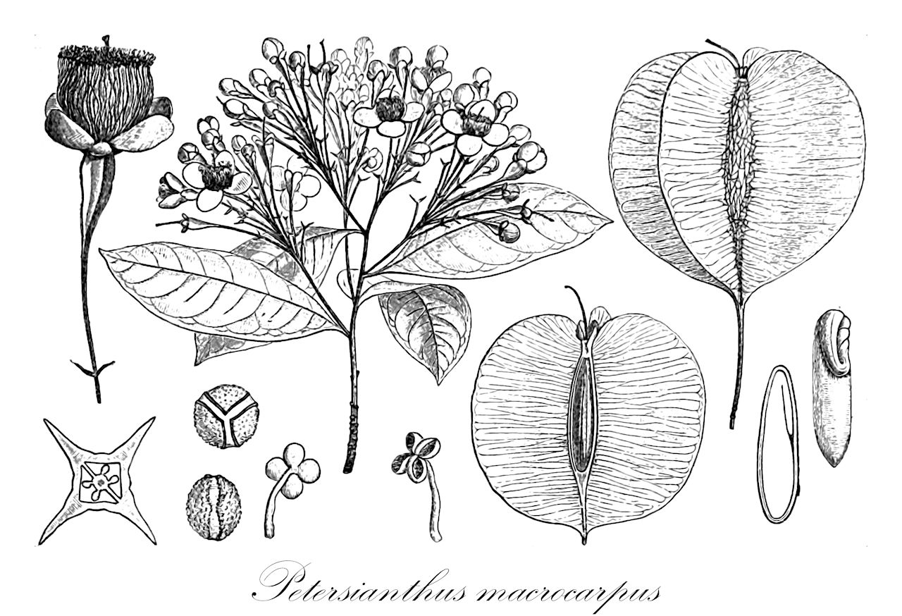 Petersianthus macrocarpus - Lecythidaceae,Plantae,Pteridobiotina,Angiosperms,Ericales,Lecythidaceae,Petersianthus,Petersianthus macrocarpus,Combretodendron africanum, Combretodendron africanum var. minus, Combretodendron macrocarpum, Combretodendron viridiflorum, Combretum macrocarpum, Petersia africana, Petersia klainei, Petersia minor, Petersia viridiflora, Petersianthus africanus, Petersianthus minor