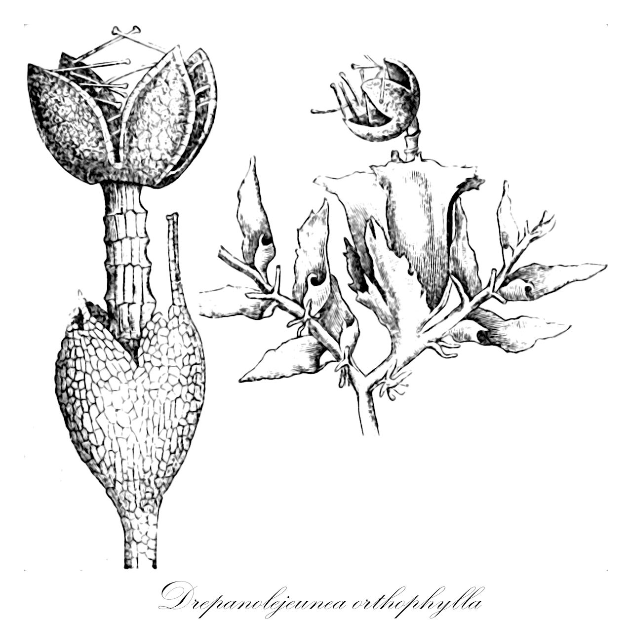 Drepanolejeunea orthophylla - Lejeuneaceae,Plantae,Bryobiotina,Marchantiophyta,Jungermanniopsida,Jungermanniidae,Lejeuneales,Lejeuneaceae,Drepanolejeunea,Drepanolejeunea orthophylla,Colura stenophylla, Drepanolejeunea hamulata, Drepanolejeunea hamulata var. espinulosa, Drepanolejeunea huallagana, Lejeunea orthophylla, Lejeunea stenophylla, Leptolejeunea cubensis, Leptolejeunea hamulata, Leptolejeunea huallagana, Leptolejeunea orthophylla, Leptolejeunea stenophylla, Leptolejeunea unguiculata