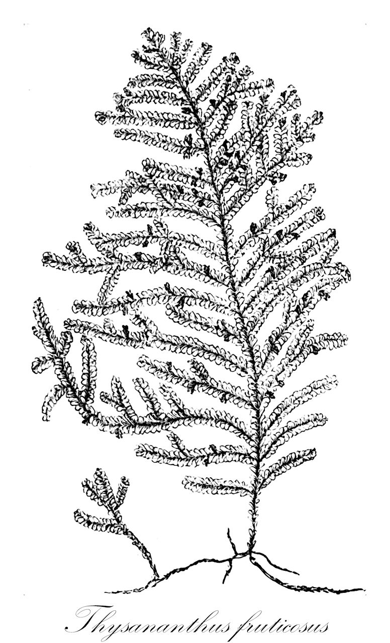 Thysananthus fruticosus - Lejeuneaceae,Plantae,Bryobiotina,Marchantiophyta,Jungermanniopsida,Jungermanniidae,Lejeuneales,Lejeuneaceae,Thysananthus,Thysananthus fruticosus,Bryopteris fruticosa, Bryopteris sinclairii, Bryopteris vittata, Caudalejeunea fruticosa, Caudalejeunea longistipula, Caudalejeunea revoluta, Dendrolejeunea fruticosa, Lejeunea fruticosa, Lejeunea sinclairii, Thysananthus abietinus, Thysananthus bowienus, Thysananthus densus, Thysananthus lanceolatus, Thysananthus lauterbachii, Thysananthus manillanus, Thysananthus ovistipulus, Thysananthus sinclairii, Thysanolejeunea fruticosa, Thysanolejeunea lanceolata