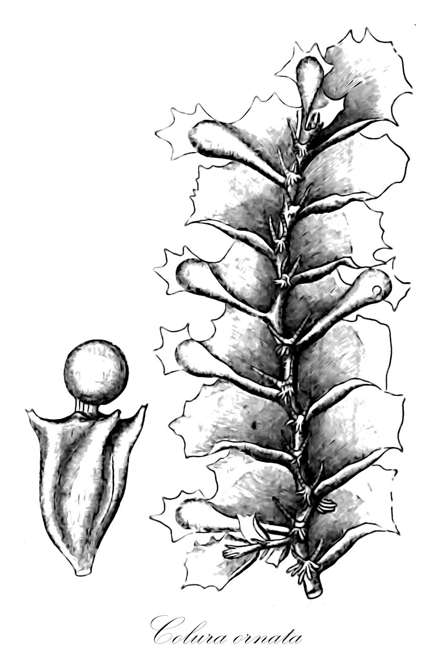 Colura ornata - Lejeuneaceae,Plantae,Bryobiotina,Marchantiophyta,Jungermanniopsida,Jungermanniidae,Lejeuneales,Lejeuneaceae,Colura,Colura ornata,Lejeunea ornata