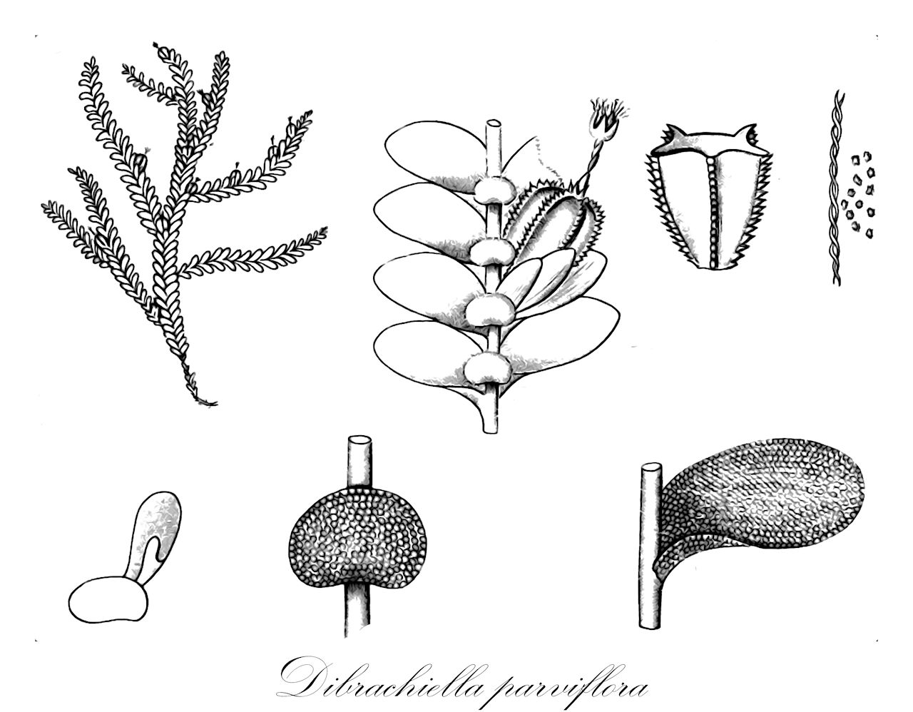 Dibrachiella parviflora - Lejeuneaceae,Plantae,Bryobiotina,Marchantiophyta,Jungermanniopsida,Jungermanniidae,Lejeuneales,Lejeuneaceae,Dibrachiella,Dibrachiella parviflora,Archilejeunea cruegeri, Archilejeunea fischeriana, Archilejeunea leprieurii, Archilejeunea parviflora, Archilejeunea parviflora var. parviflora, Archilejeunea parviloba, Archilejeunea viridissima, Jungermannia leprieurii, Jungermannia parviflora, Lejeunea cruegeri, Lejeunea fischeriana, Lejeunea leprieurii, Lejeunea leprieurii var. curiaei, Lejeunea parviflora, Lejeunea viridissimum, Phragmicoma curiaei, Phragmicoma fischeriana, Phragmicoma parviflora, Symbiezidium cruegeri, Symbiezidium fischerianum, Symbiezidium leprieurii, Symbiezidium parviflorum, Symbiezidium viridissimum