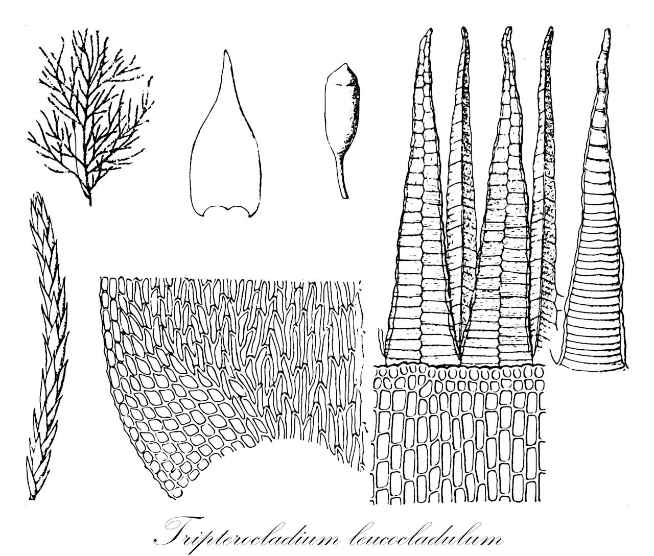 Tripterocladium leucocladulum - Lembophyllaceae,Plantae,Bryobiotina,Bryophyta,Bryopsida,Bryidae,Hypnanae,Hypnales,Lembophyllaceae,Tripterocladium,Tripterocladium leucocladulum,Eurhynchium compressulum, Eurhynchium leucocladulum, Hypnum compressulum, Hypnum leucocladulum, Platygyrium rupestre, Tripterocladium compressulum, Tripterocladium leucocladulum var. camptocarpum, Tripterocladium rupestre