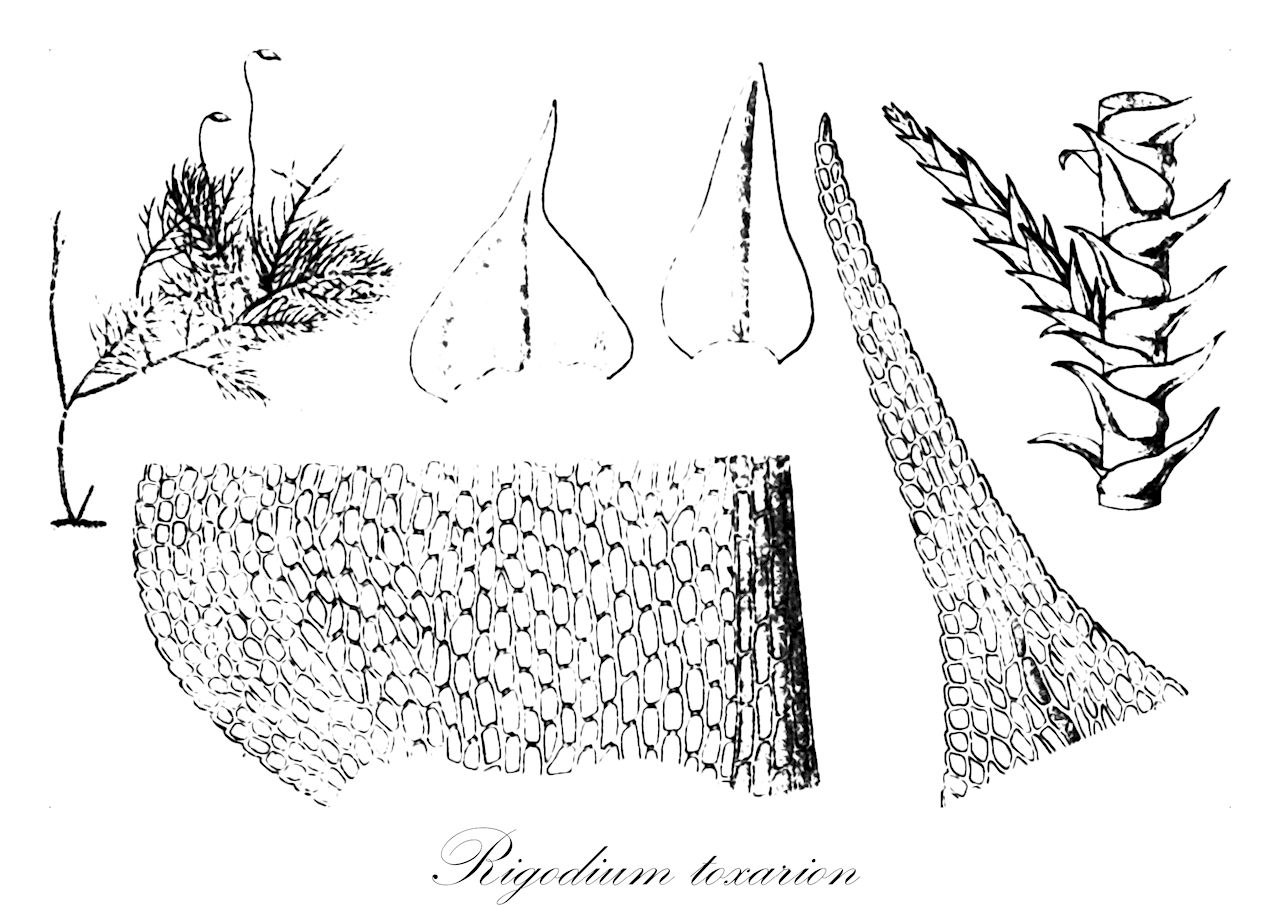 Rigodium toxarion - Lembophyllaceae,Plantae,Bryobiotina,Bryophyta,Bryopsida,Bryidae,Hypnanae,Hypnales,Lembophyllaceae,Rigodium,Rigodium toxarion,Hypnum argentinicum, Hypnum kilimandscharicum, Hypnum kunertii, Hypnum solutum, Hypnum toxarion, Rigodium araucarieti, Rigodium araucarieti var. catenulatum, Rigodium argentinicum, Rigodium gracile, Rigodium hamirameum, Rigodium kilimandscharicum, Rigodium leptodendron, Rigodium nano-fasciculatum, Rigodium niveum, Rigodium pallidum, Rigodium pendulum, Rigodium penicilliferum, Rigodium pertenue, Rigodium solutum, Thuidium thamniopsis