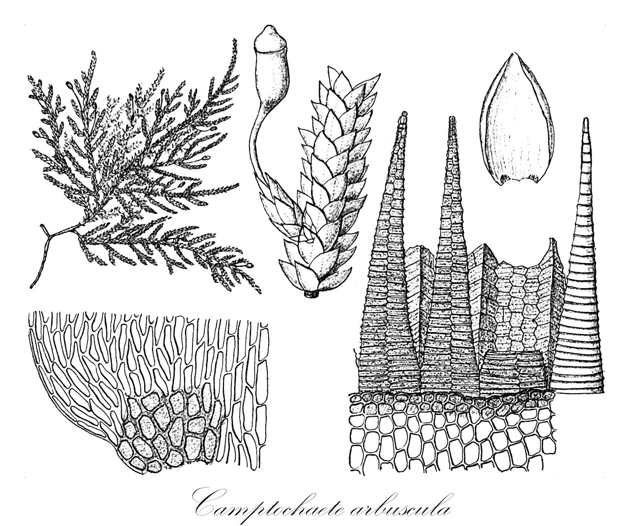 Camptochaete arbuscula - Lembophyllaceae,Plantae,Bryobiotina,Bryophyta,Bryopsida,Bryidae,Hypnanae,Hypnales,Lembophyllaceae,Camptochaete,Camptochaete arbuscula,Hookeria arbuscula, Hypnum arbuscula, Isothecium arbuscula, Leskea arbuscula, Porotrichum arbuscula, Stereodon arbuscula, Thamniella arbuscula, Thamnium arbuscula