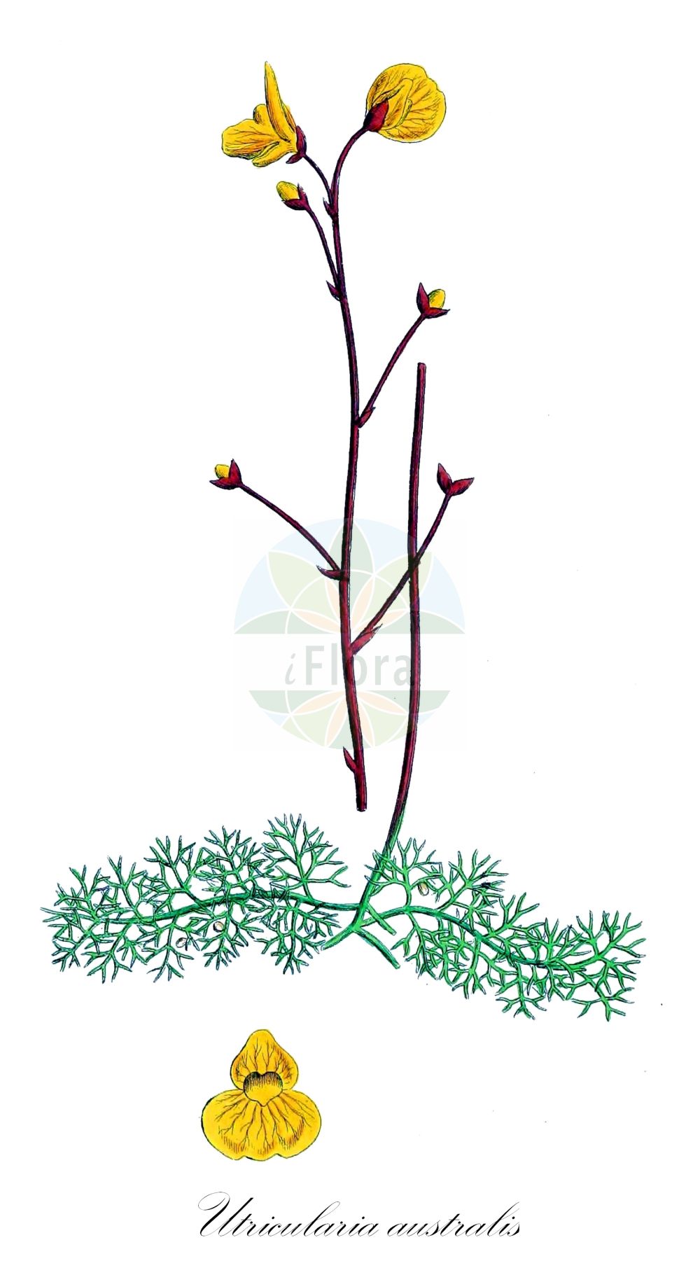 Historische Abbildung von Utricularia australis (Verkannter Wasserschlauch - Bladderwort). Das Bild zeigt Blatt, Bluete, Frucht und Same. ---- Historical Drawing of Utricularia australis (Verkannter Wasserschlauch - Bladderwort). The image is showing leaf, flower, fruit and seed.(Utricularia australis,Verkannter Wasserschlauch,Bladderwort,Utricularia australis,Utricularia dubia,Utricularia jankae,Utricularia neglecta,Verkannter Wasserschlauch,Suedlicher Wasserschlauch,Übersehener Wasserschlauch,Bladderwort,Western Bladderwort,Utricularia,Wasserschlauch,Bladderwort,Lentibulariaceae,Wasserschlauchgewächse,Bladderwort family,Blatt,Bluete,Frucht,Same,leaf,flower,fruit,seed,Sowerby (1790-1813))